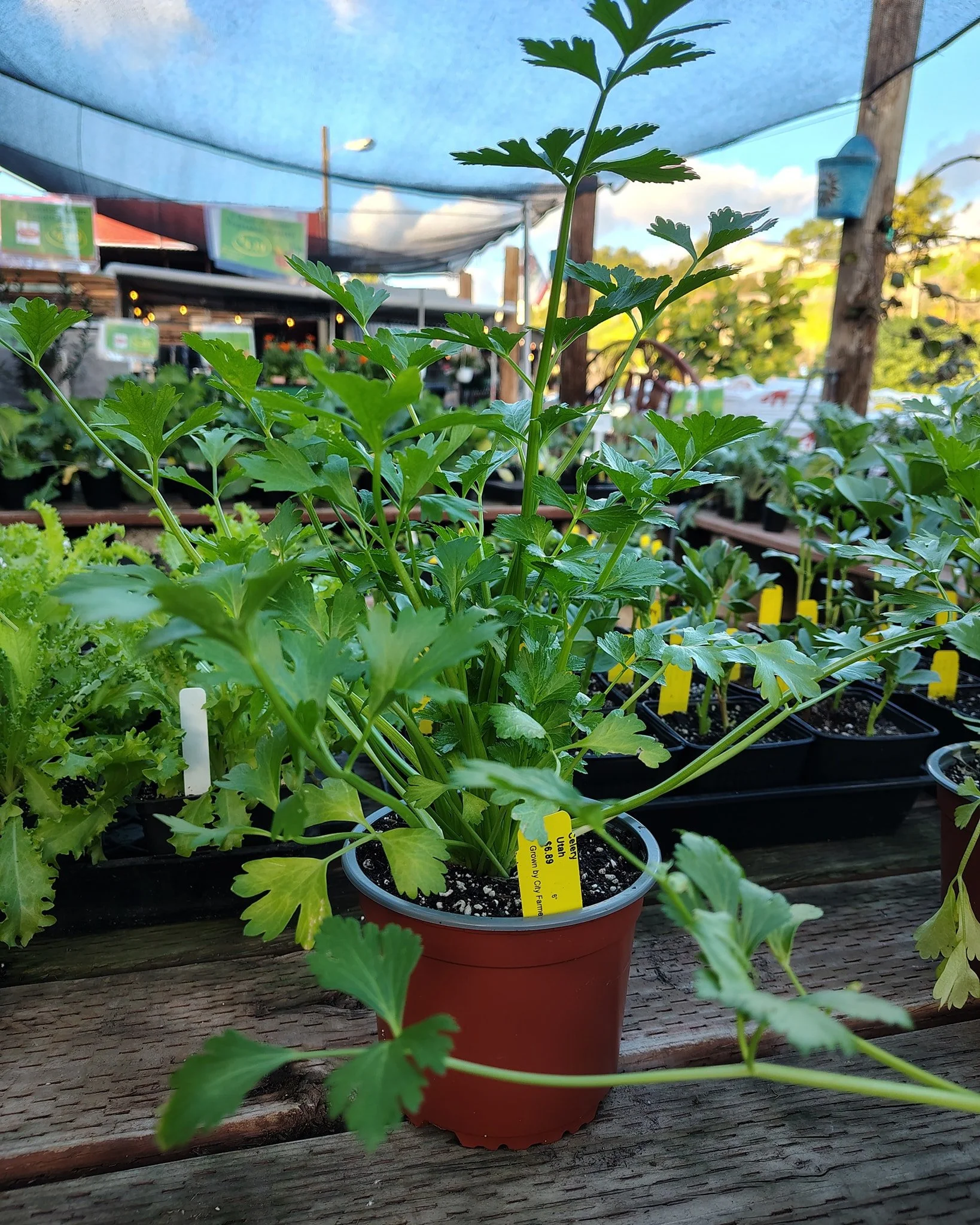 This week we rev our grow house engines... and out comes 6" Utah Celery 🌱

Our team just walked these over from the hot house to the benches. Ready to plant and give you crisp, homegrown celery stalks.

Celery loves our cool San Diego winters. 