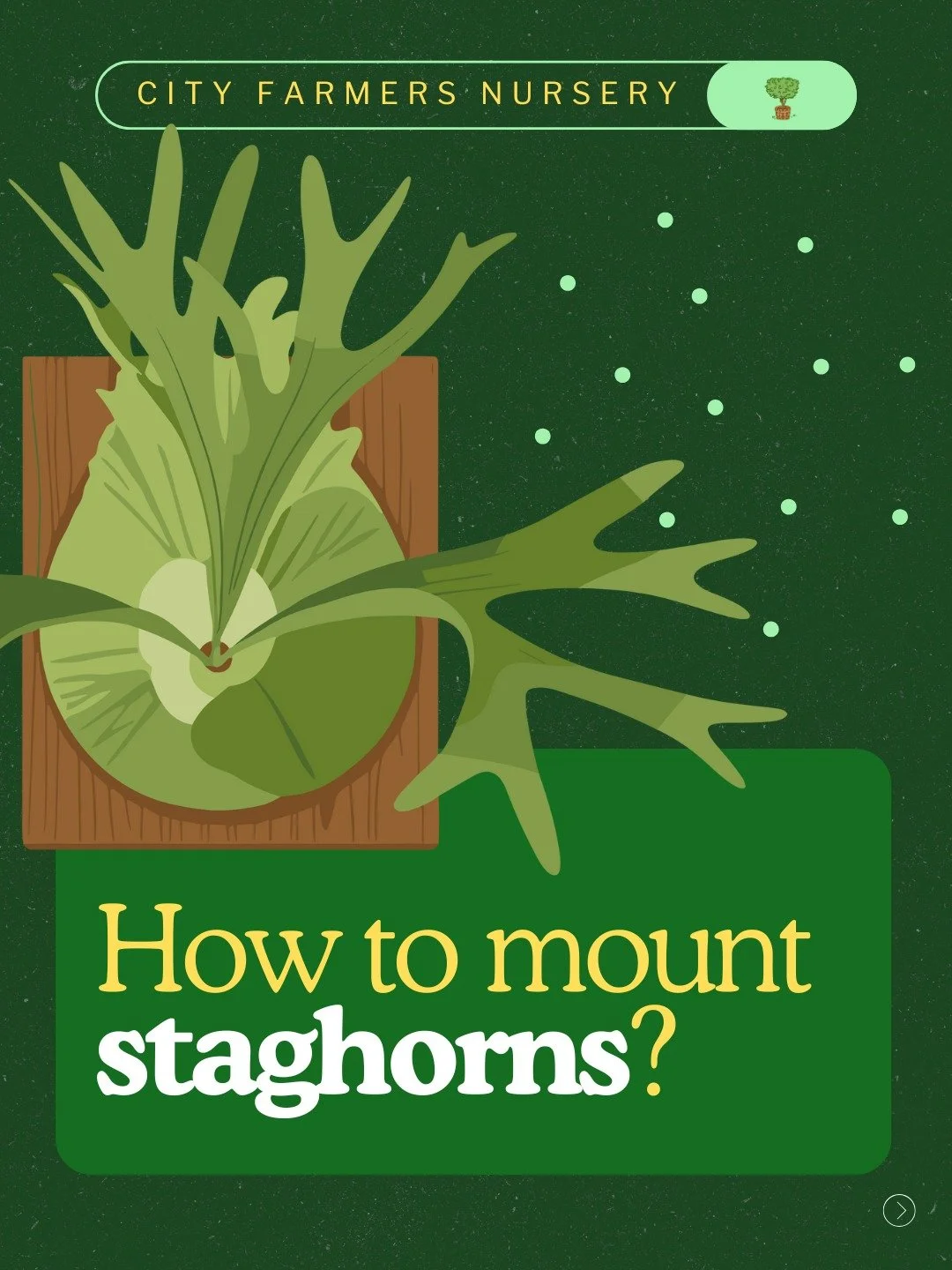 Want to DIY your staghorn but worried you'll mess it up?

Here's the truth: these plants are more forgiving than you think, and mounting them yourself saves serious cash compared to buying pre-mounted versions.

The key thing to know? Staghorns don't