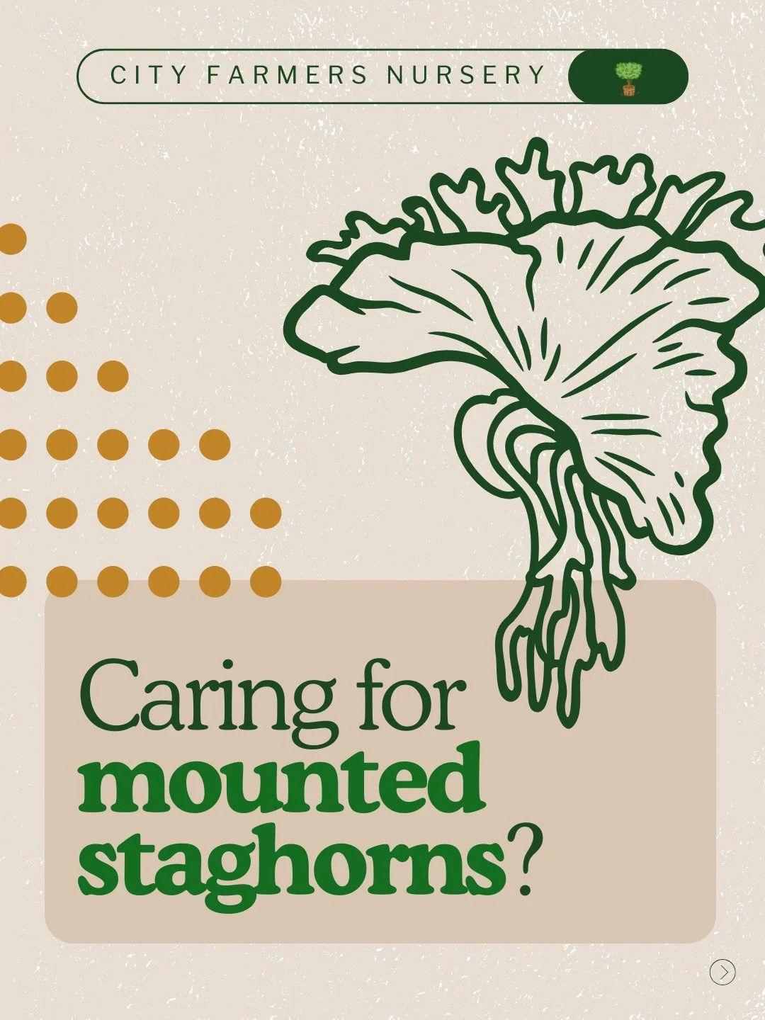 Worried you'll kill your staghorn because you can't figure out the watering schedule?

Here's the relief: there is no schedule. Anyone who tells you "water every X days" is lying, because your conditions are totally unique to your space.

T