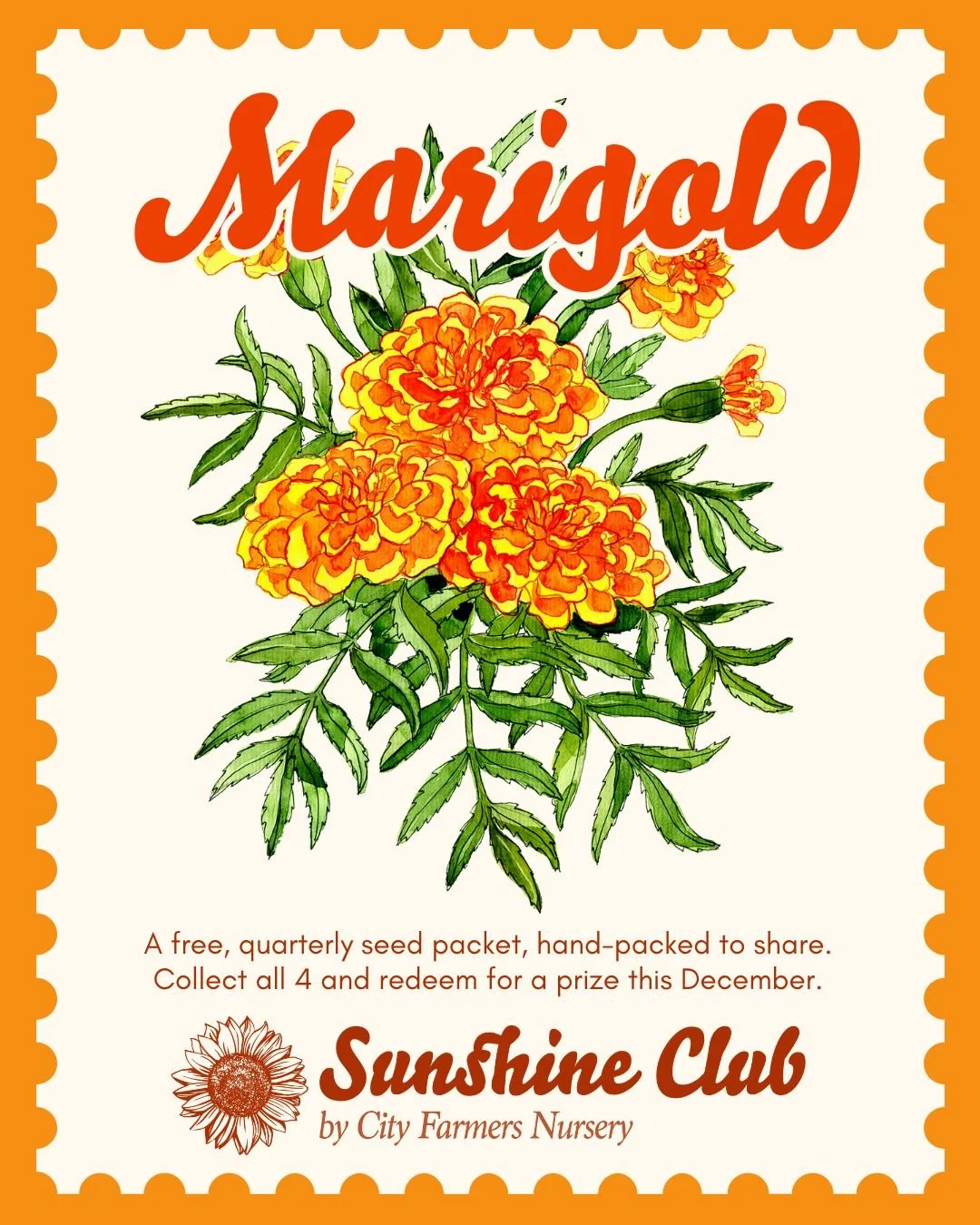 Sunshine Club #2 - Marigolds