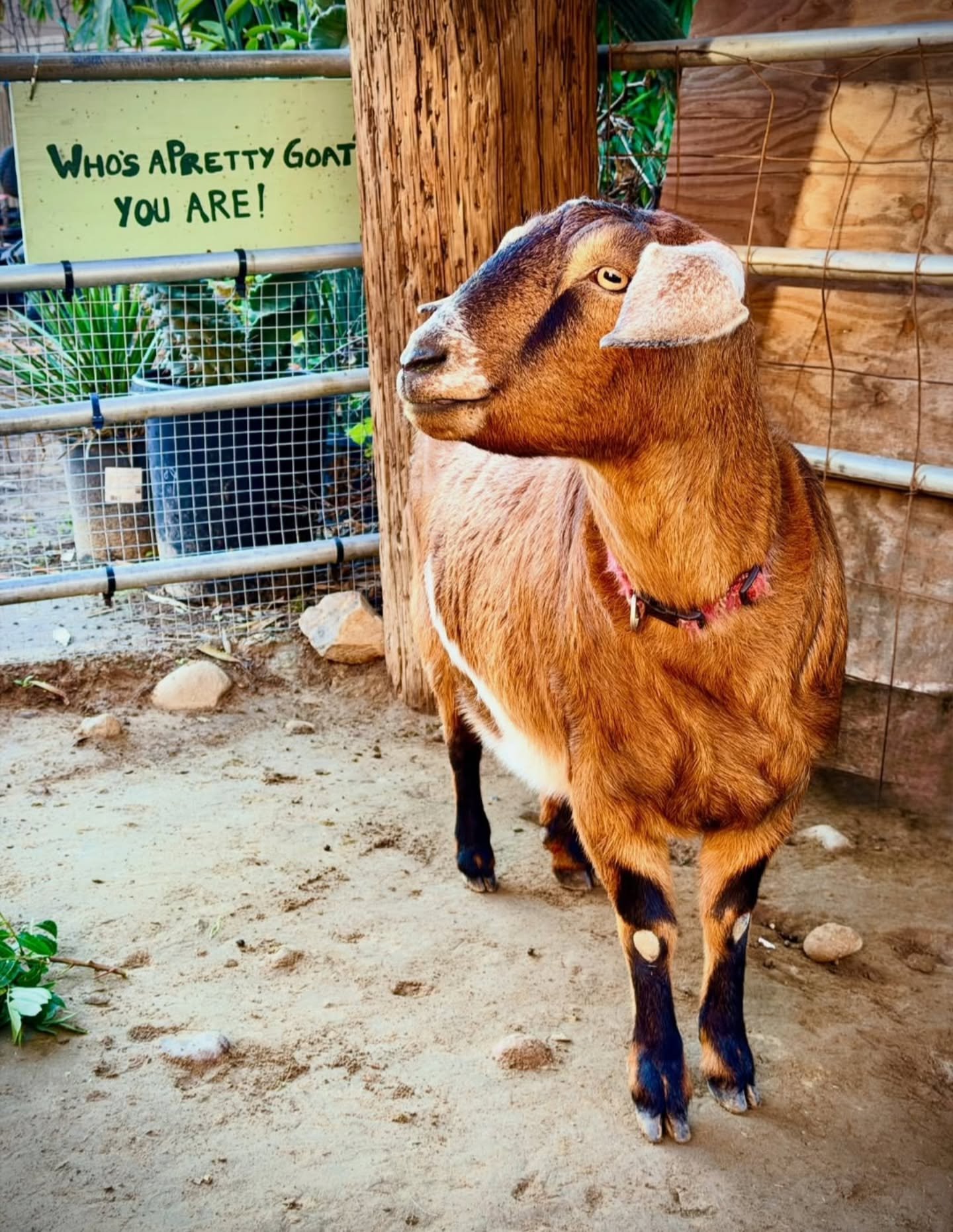 ☀️ Sunday's sunshine by way of Honey 🍯🐐

Here from 9-5 💚💛