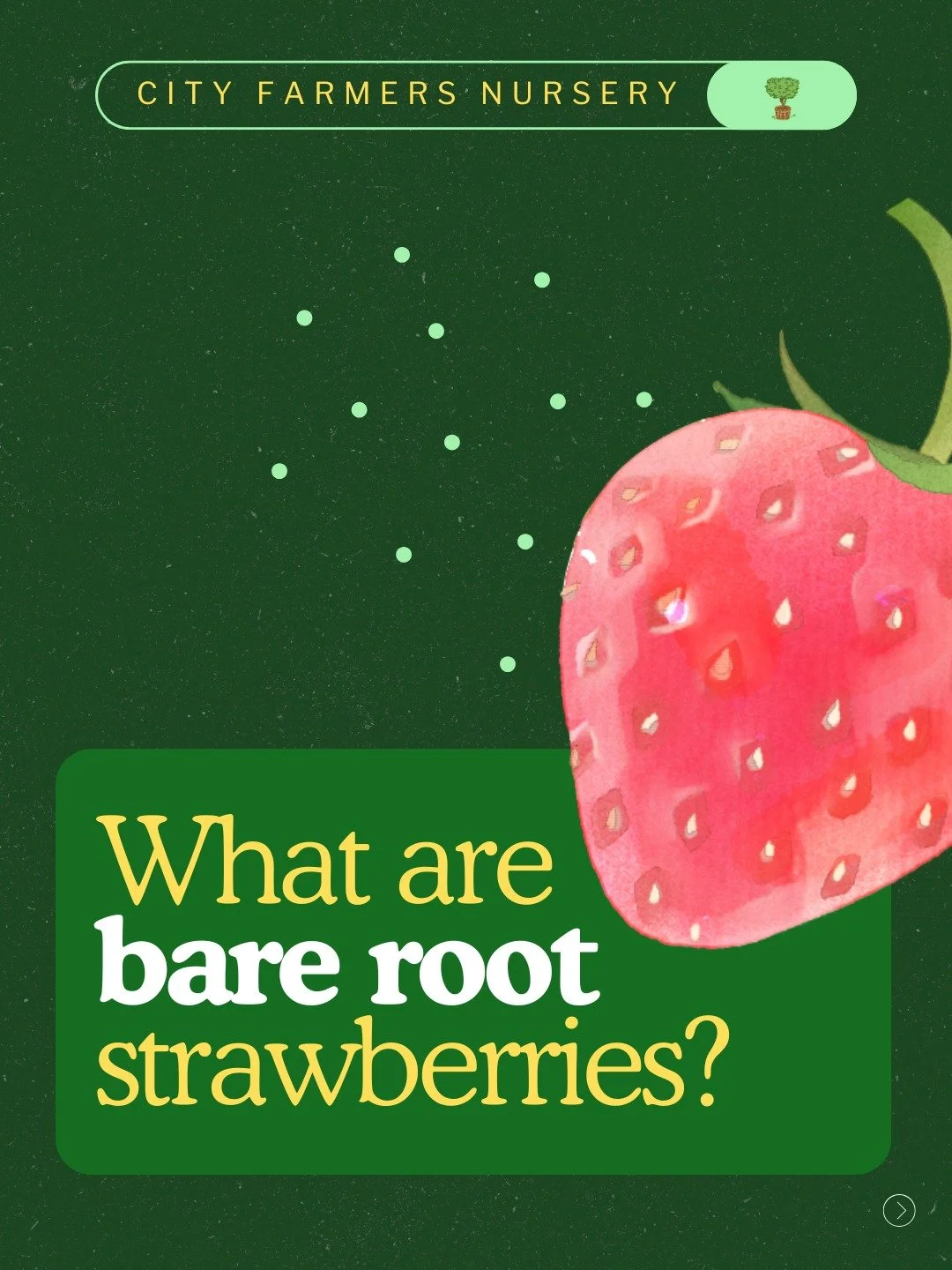 Confused by bare root strawberries and wondering if they're actually alive?

They look weird, we know! Just a woody stalk with roots and maybe a few leaves - nothing like those full, leafy potted strawberries. 

But here's why they're actually brilli