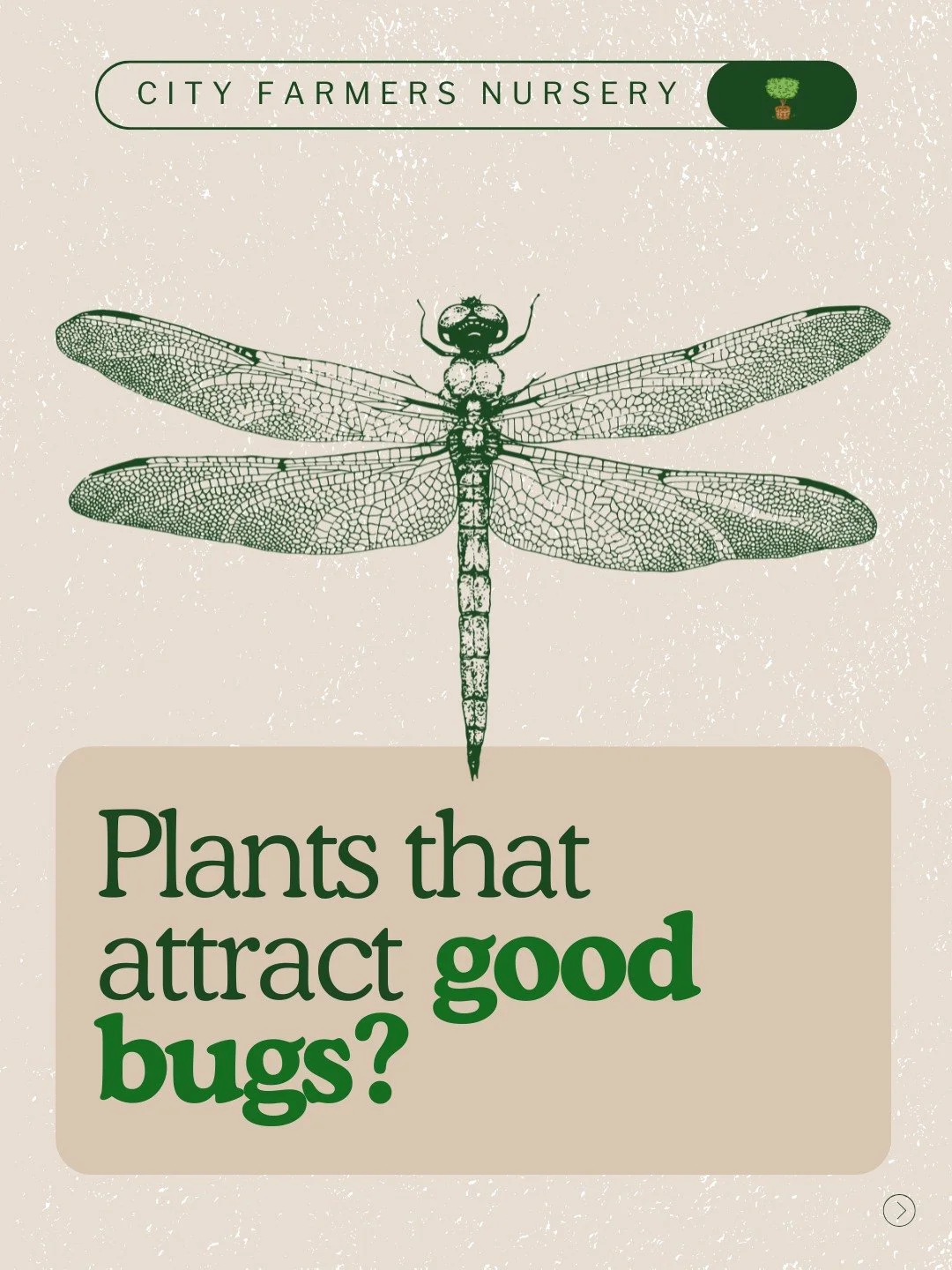 Tired of spraying expensive organic pesticides every time aphids show up?

There's a better way - and it involves letting nature do the work while you sleep! The secret? Plant flowers that invite the good bugs to handle pest control for you.
Your pes