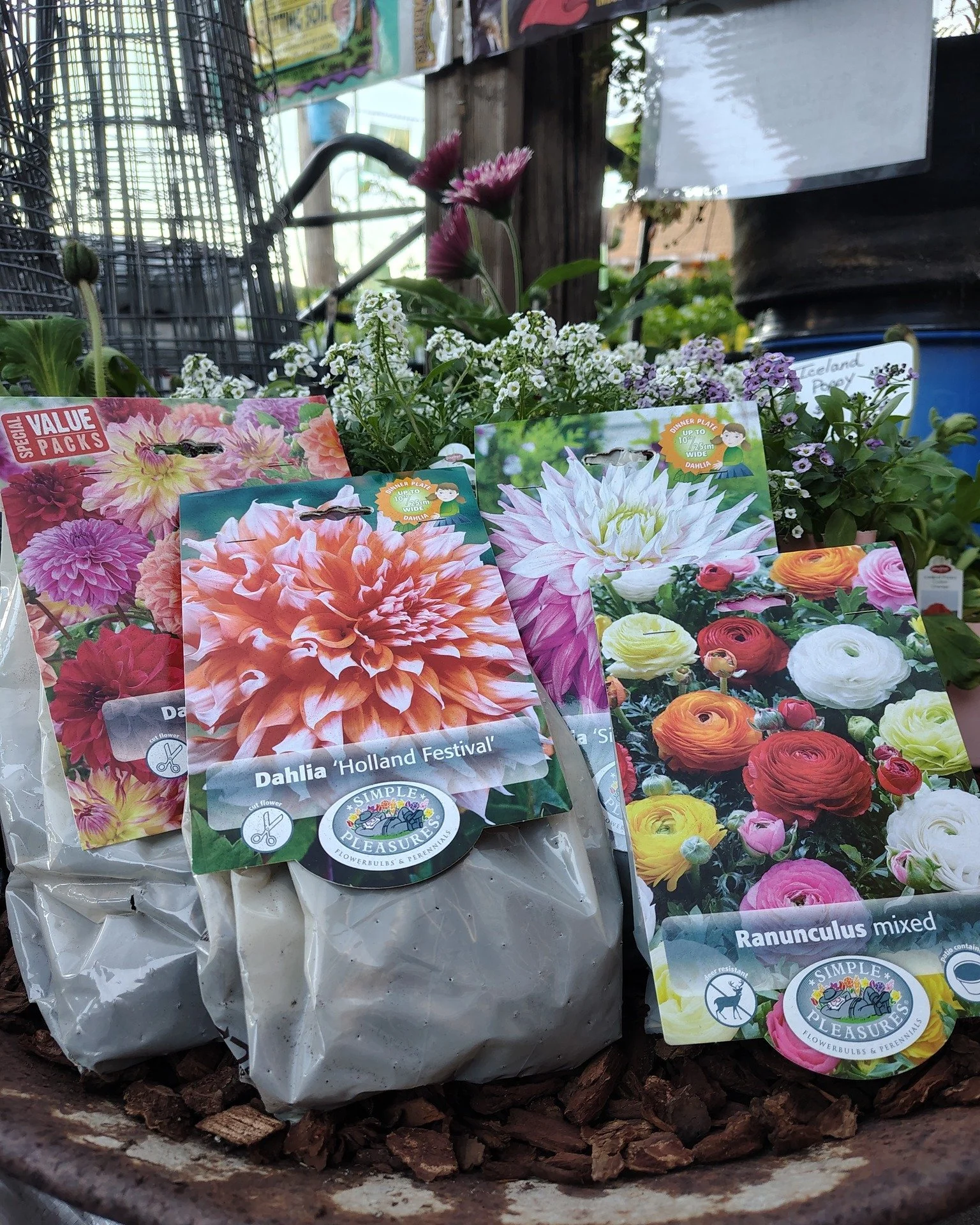 🌸 The Joy of Bulbs: Summer Colors Are Here! 🌼

There is something special about planting bulbs. It is a small act of hope tucked into the soil. You plant them now, water them with care, and before you know it, your garden bursts into color, scent, 