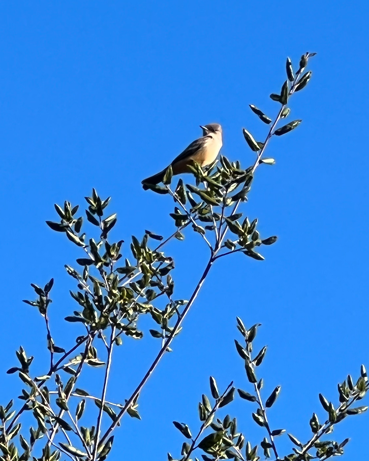 Building Habitat: Native Gardening for Birds 🐦 🪹
