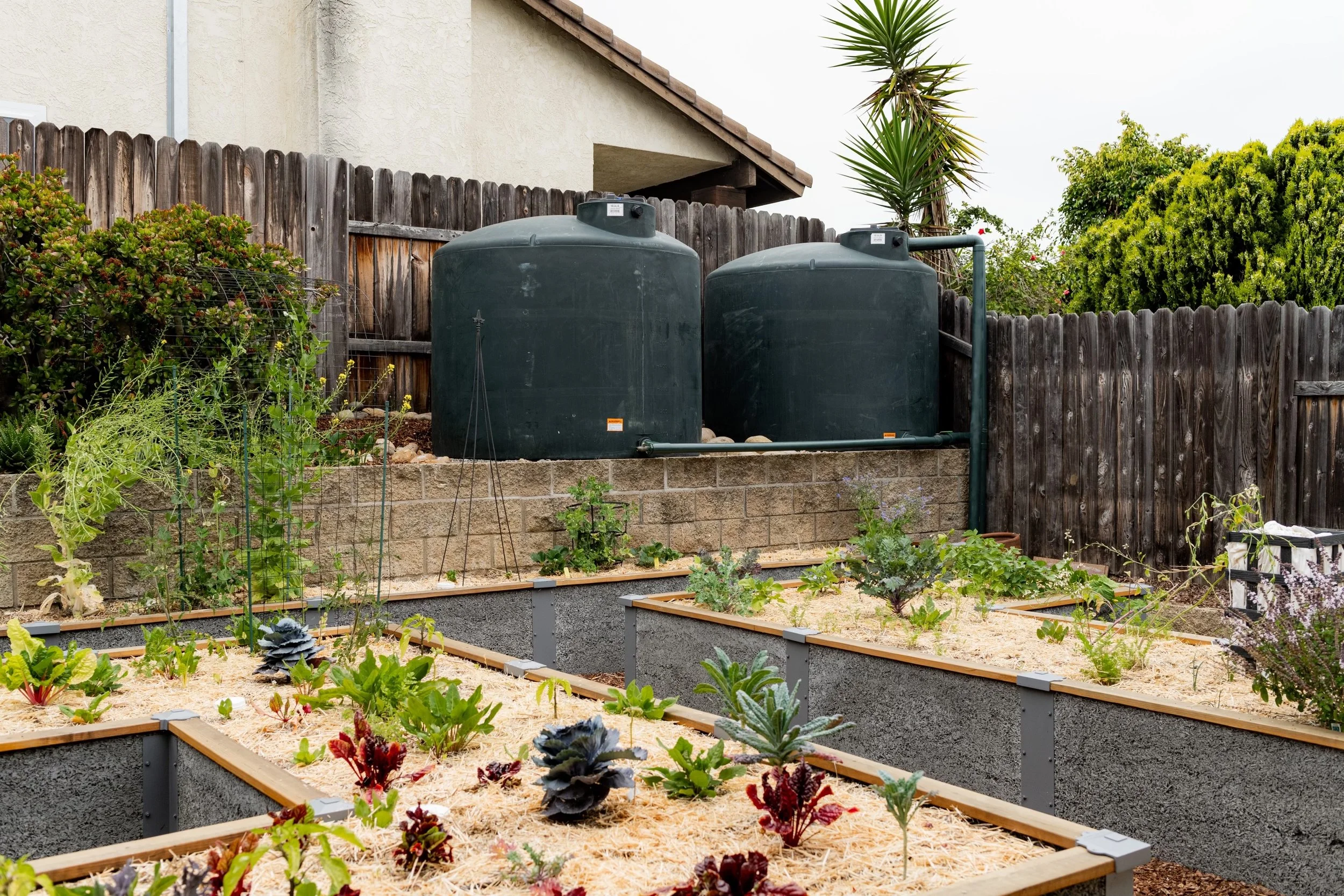 Greywater 101: Get a second use out of your laundry water or shower water and grow more stuff 💧