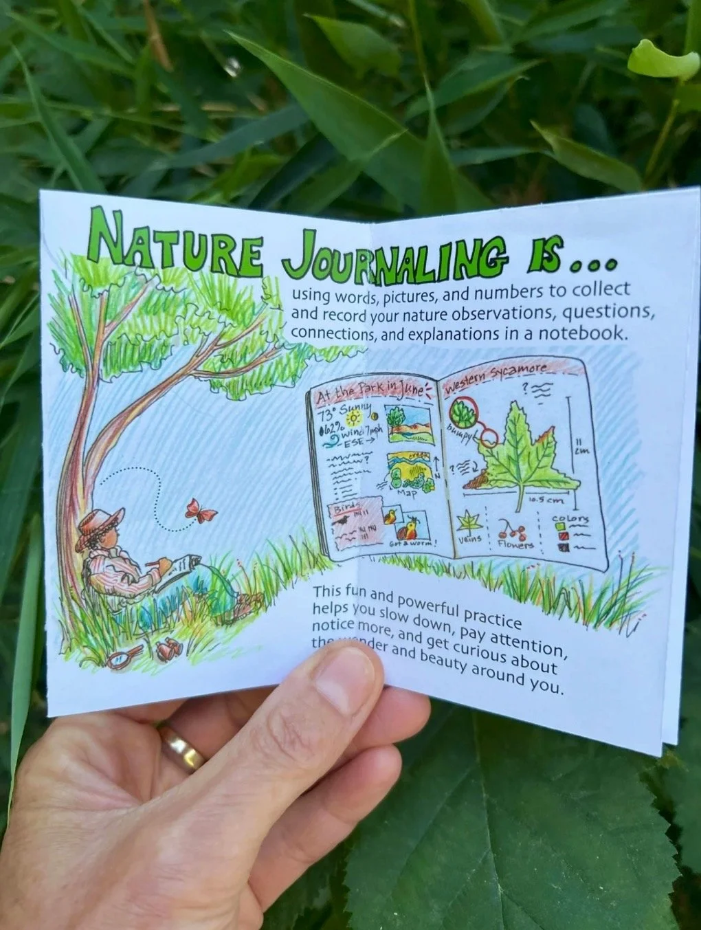 Rooted in Wonder: Nature Journaling at City Farmers 📓🌳