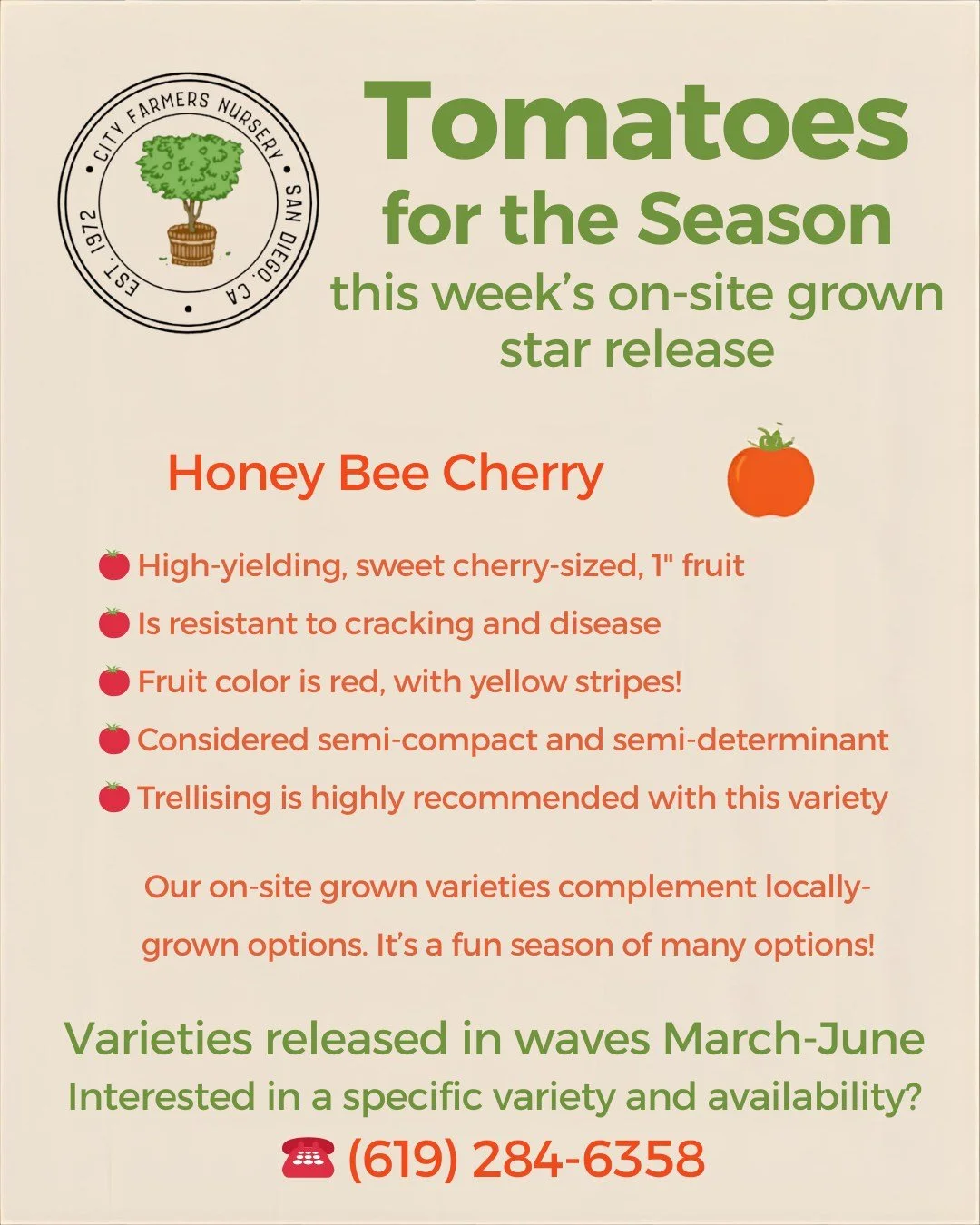 We've been excitedly moving starts from the green house to our benches... with new varieties emerging over the next several months!

Meet this week's CFN-grown, star release - the honey bee cherry!

Peer closely to see yellow stripes, that also yield