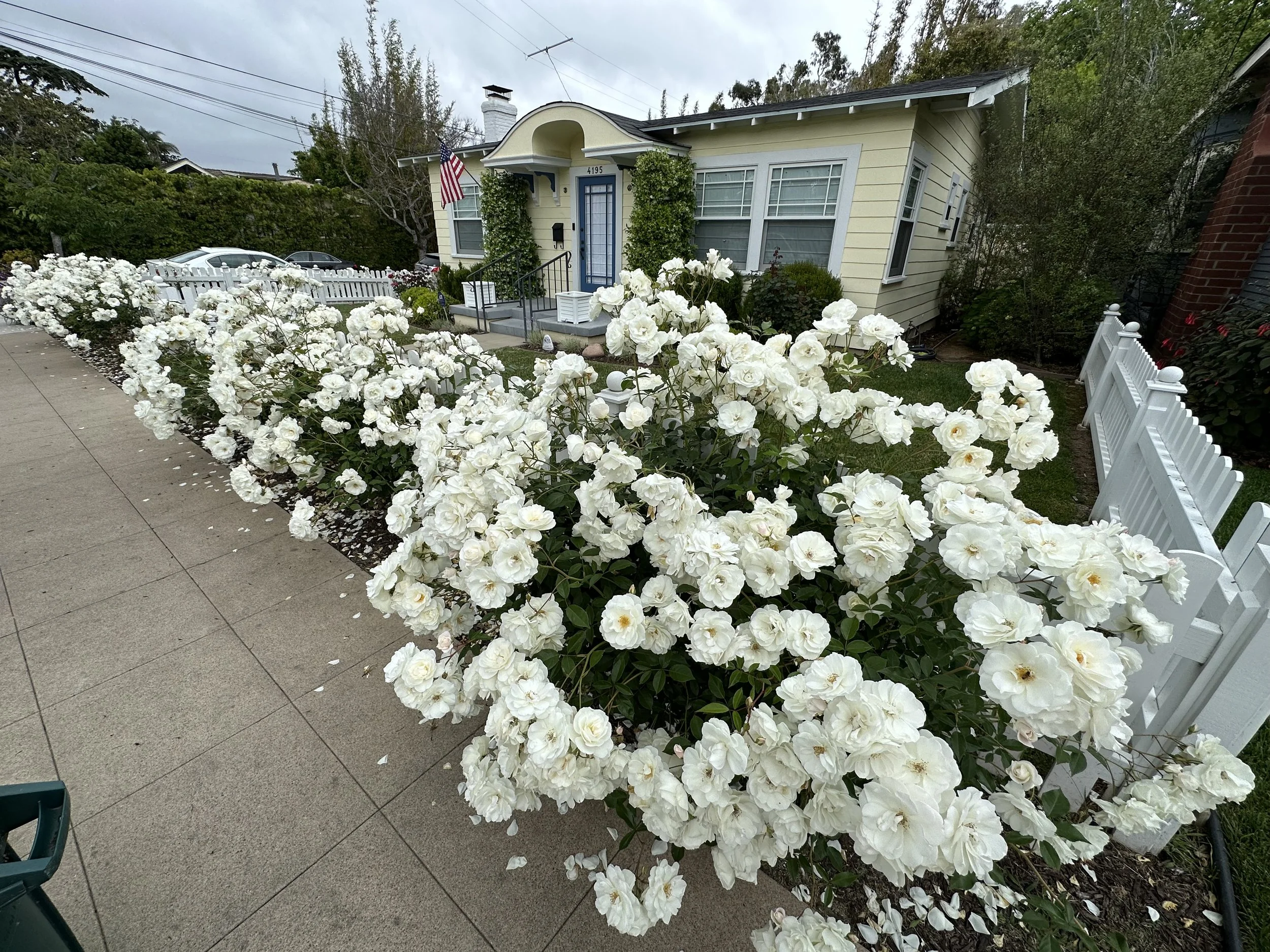 Roses - Regular Growing Season Care 🌹