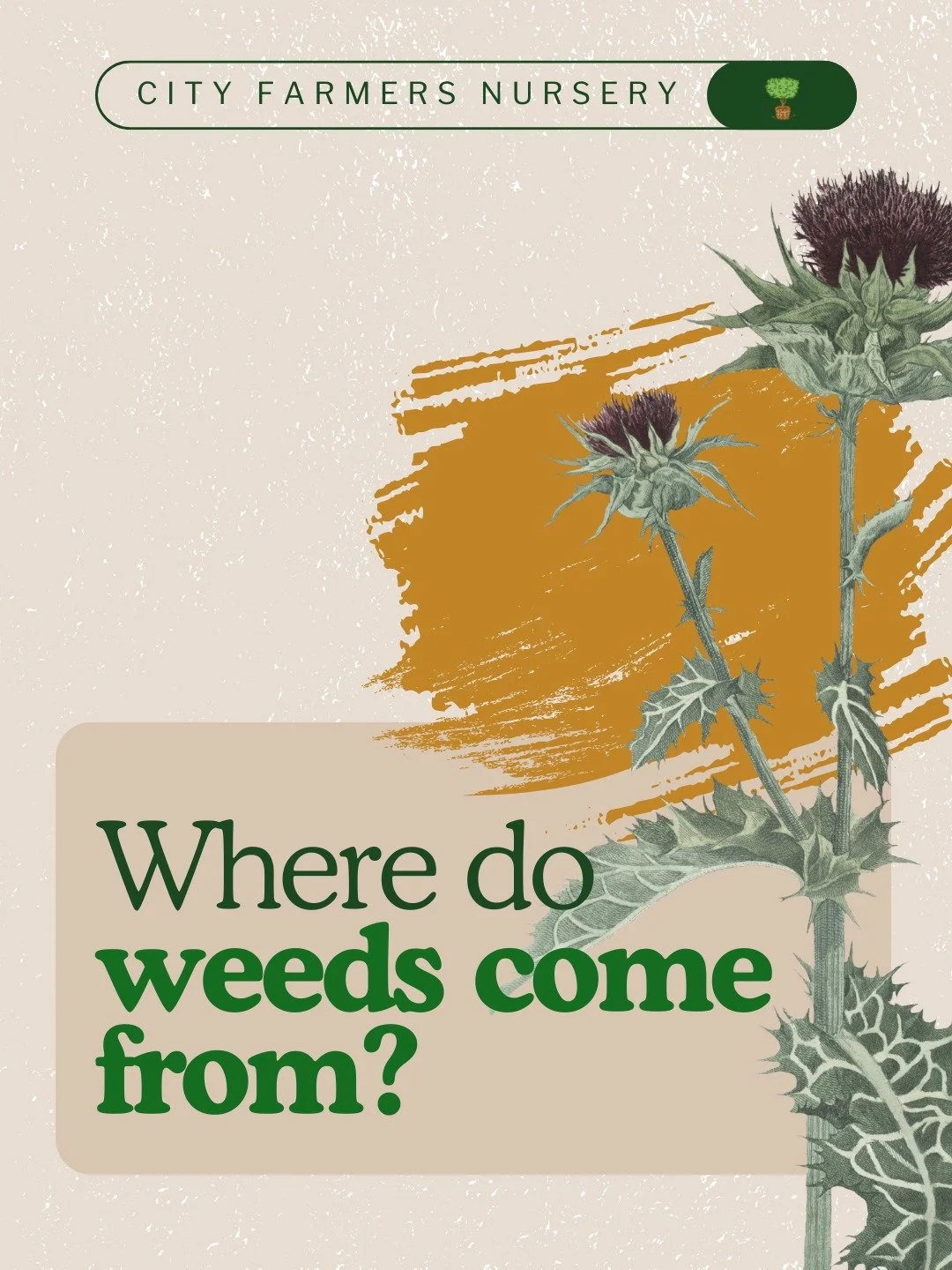 Where do weeds actually come from, and why does it feel like they multiply overnight?
Spoiler: they kind of do.
A few sneaky sources:

Compost or green waste with unknown seeds mixed in
Wildlife dropping seeds as they pass through your yard
Last seas