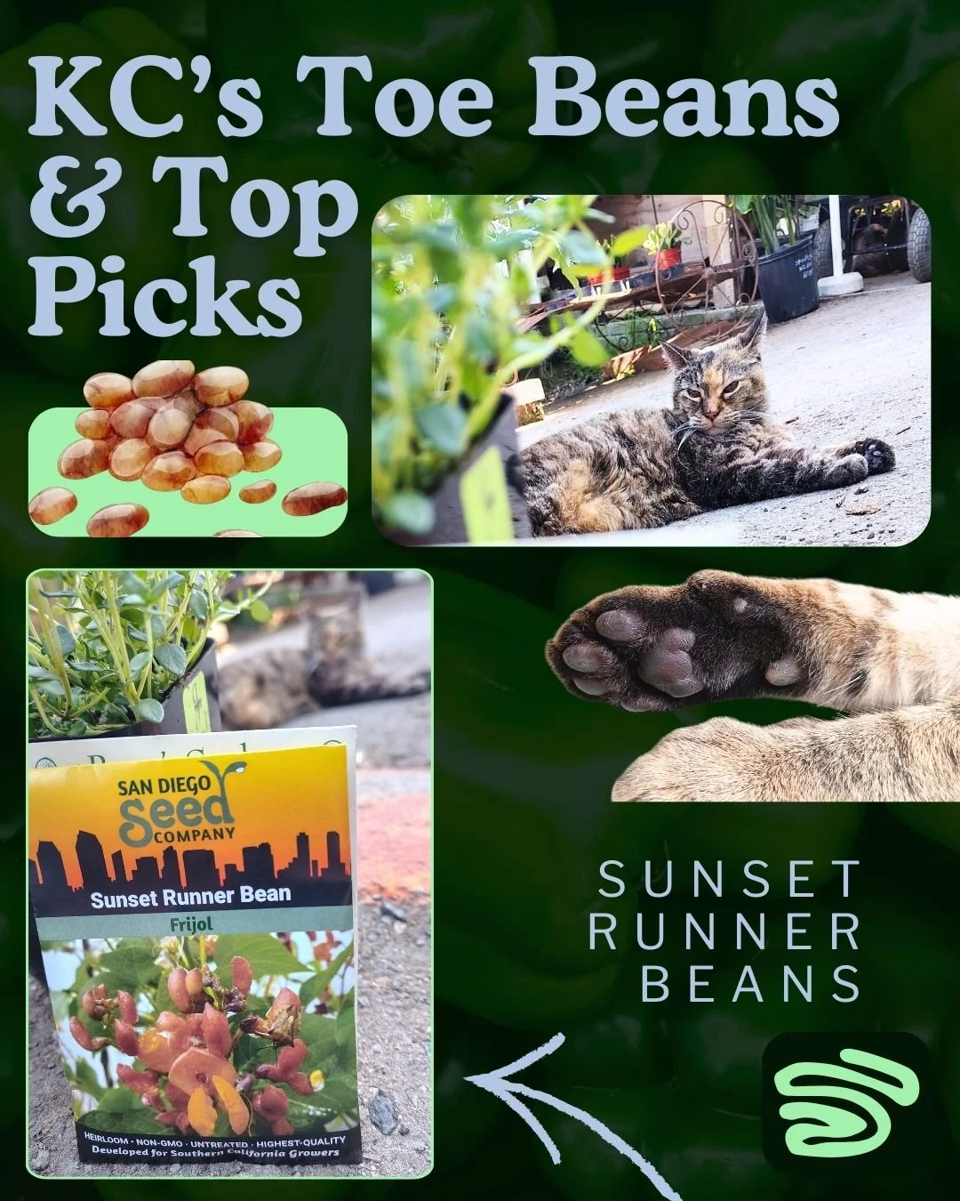 KC was on scene as we stocked Sunset Scarlet Runner Beans - together, they&rsquo;re stealing the show this season. 🌅🫘

These are one of the oldest runner beans, native to Mexico and loved for generations. 🇲🇽💚

Gardeners prize them not only for t