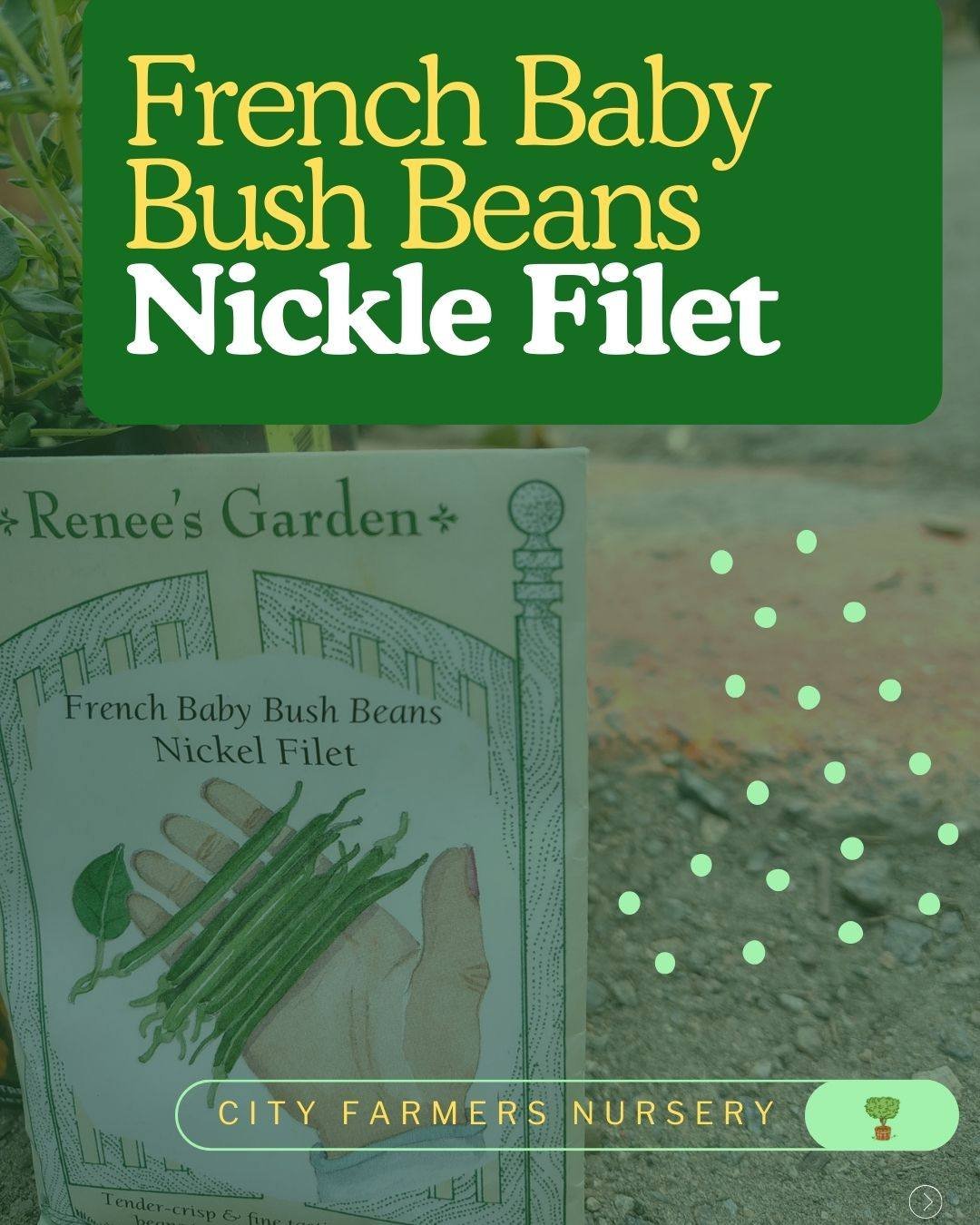 If you love snacking in the garden, Slender Fillet Beans are for you. 💚 These tasty beans grow in slender, crunchy 3&ndash;4" pods that are just right for popping straight off the vine and into your mouth. 😋 Their texture is tender with less s