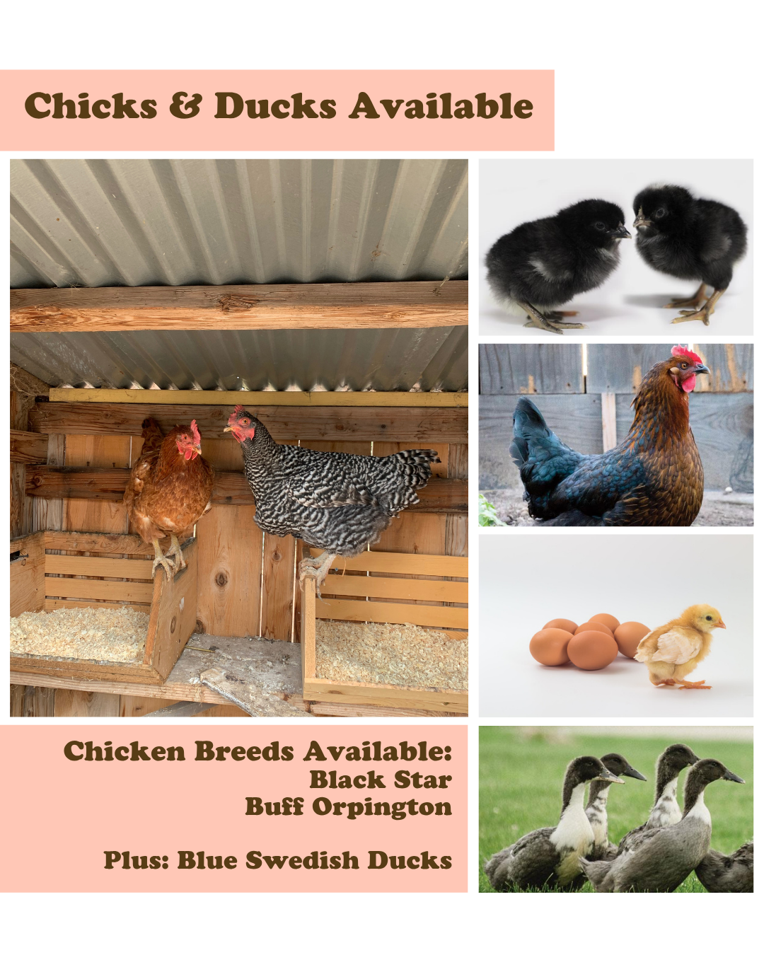 Spring 2026 Chick Breeds 