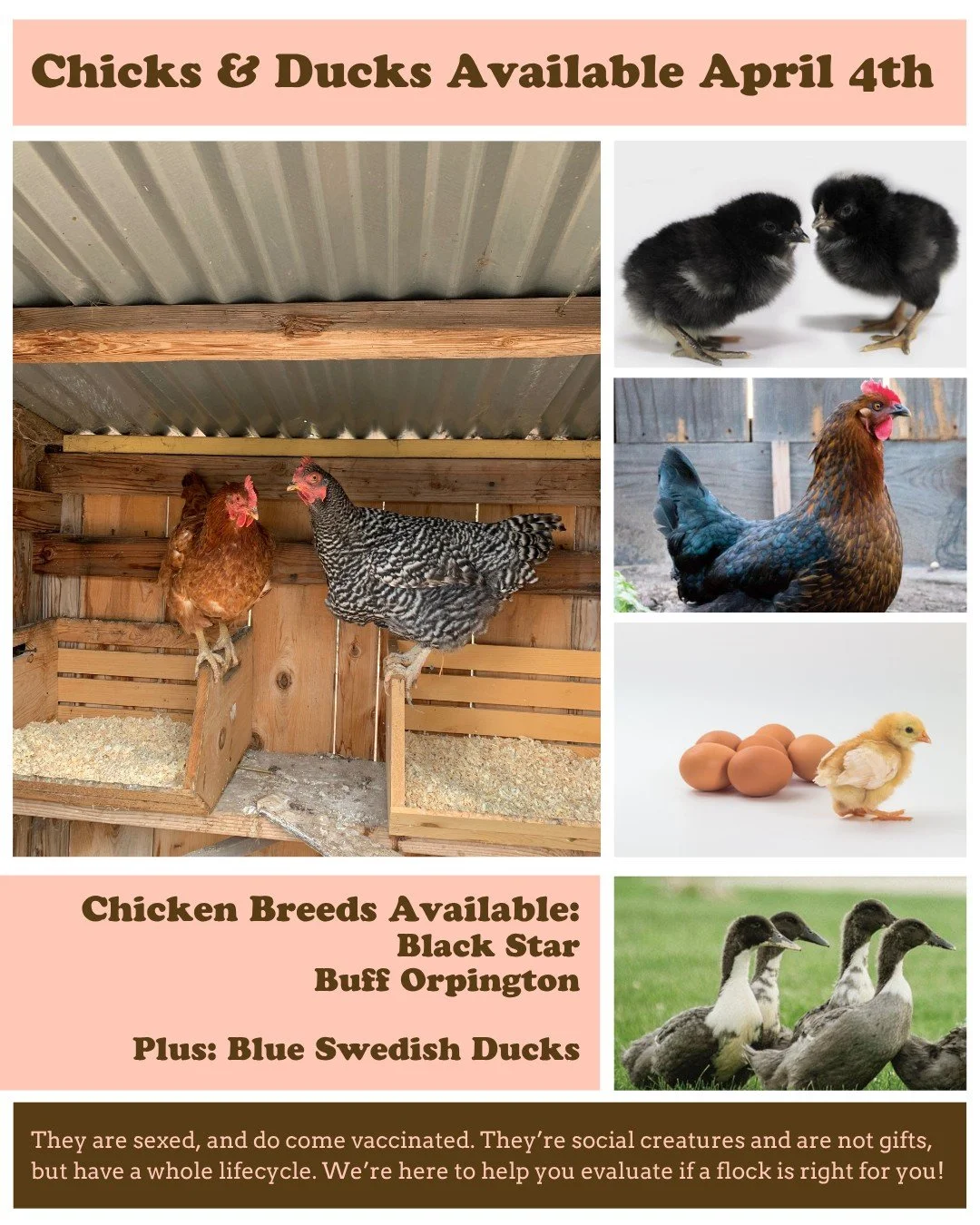 Backyard poultry keepers know that choosing the right breeds makes all the difference, and our this early season breeds are selected for their urban homestead right-size, personality/temperament, and productivity.

From the stately, dependable Black 
