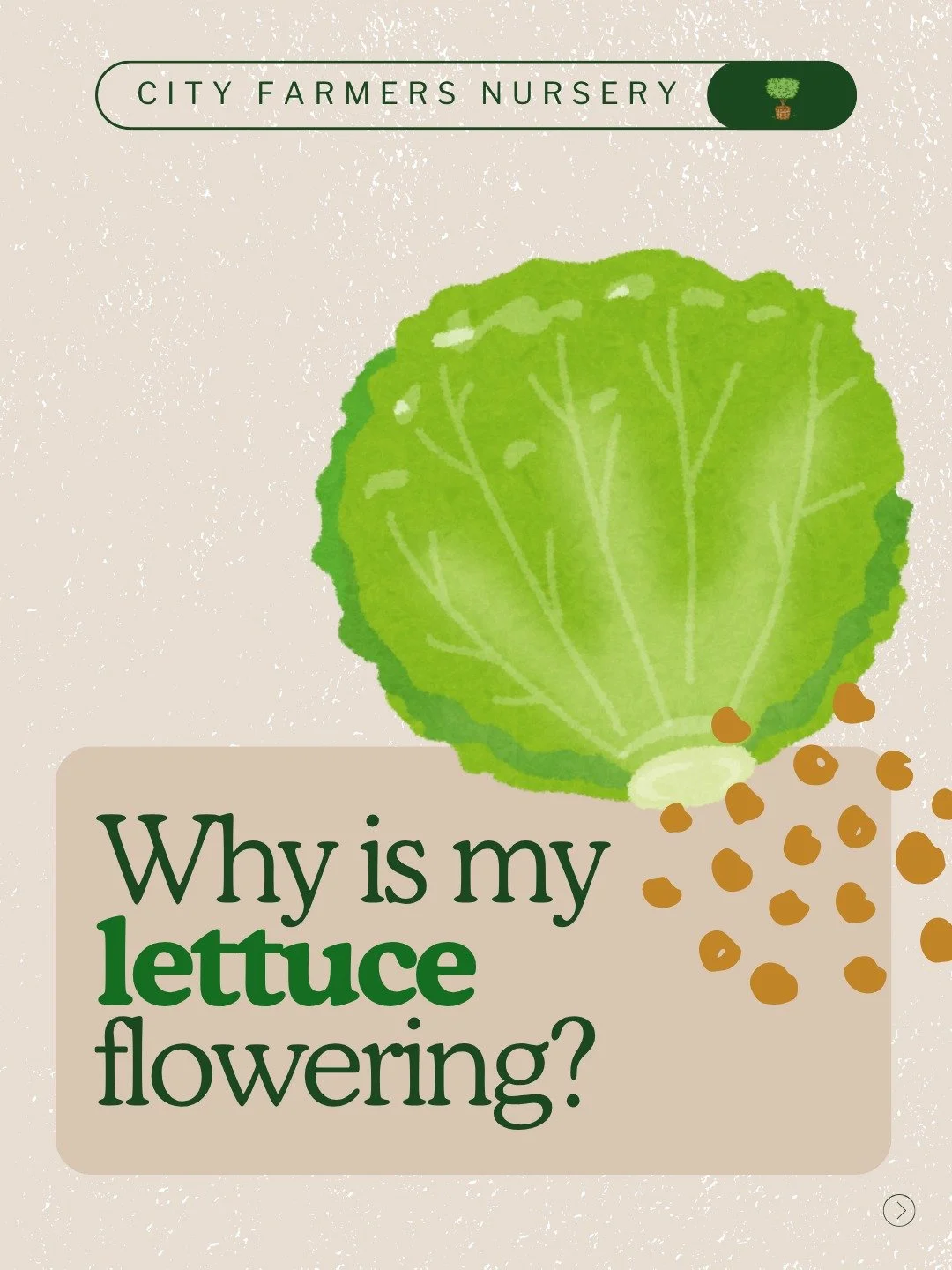 Is your lettuce suddenly shooting up like it has somewhere to be? 🌿

That's bolting &mdash; and it's your garden's way of saying season's over. When days get longer and temps rise, cool-season greens like lettuce, spinach, and arugula shift all thei