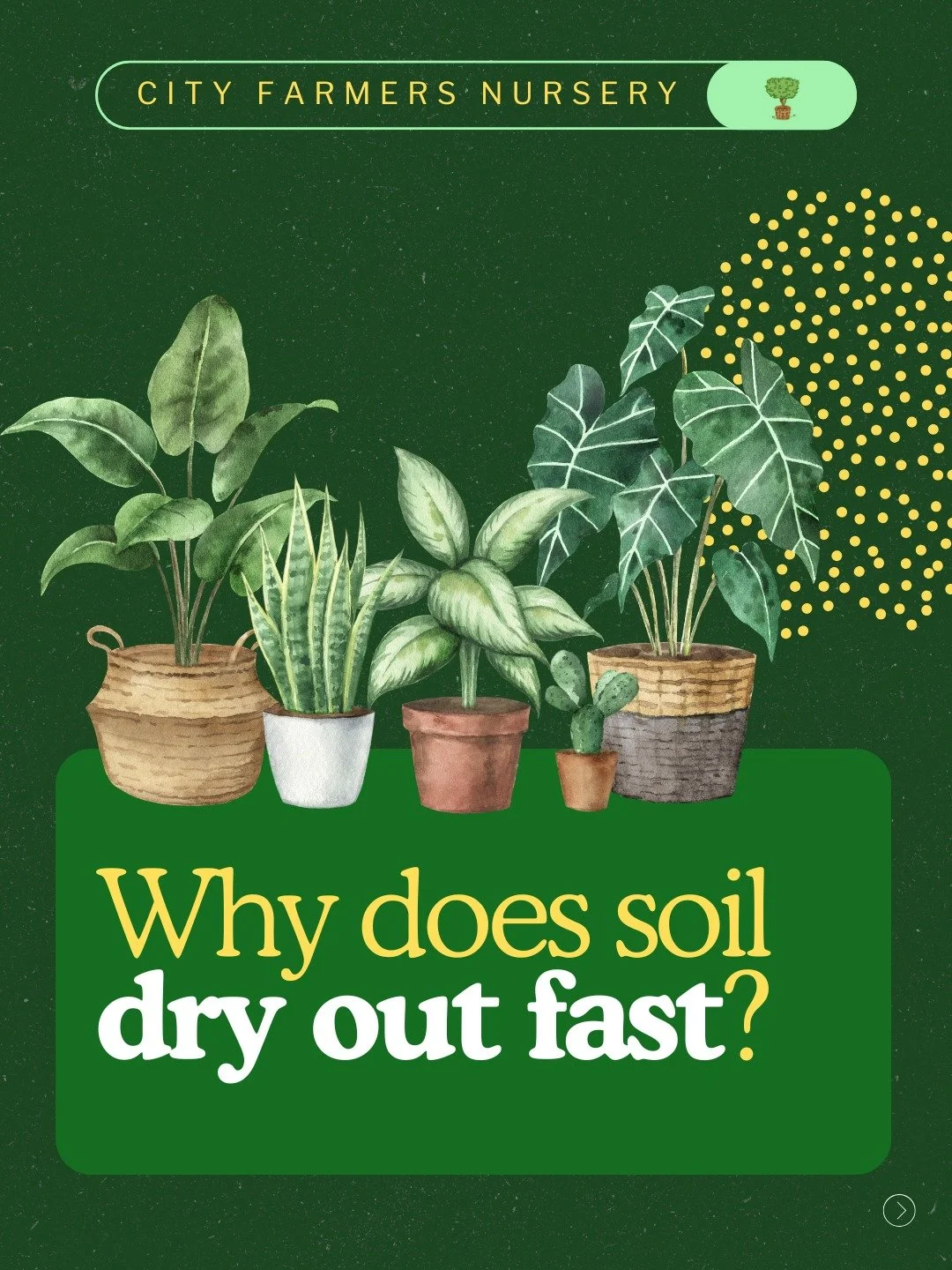 Watered yesterday but your soil looks bone dry today? It's not you &mdash; it's your soil. 🌱
A few things worth checking:

Sandy or older soil drains fast and struggles to hold moisture
Unglazed clay pots breathe well but dry out quickly
Glazed pots
