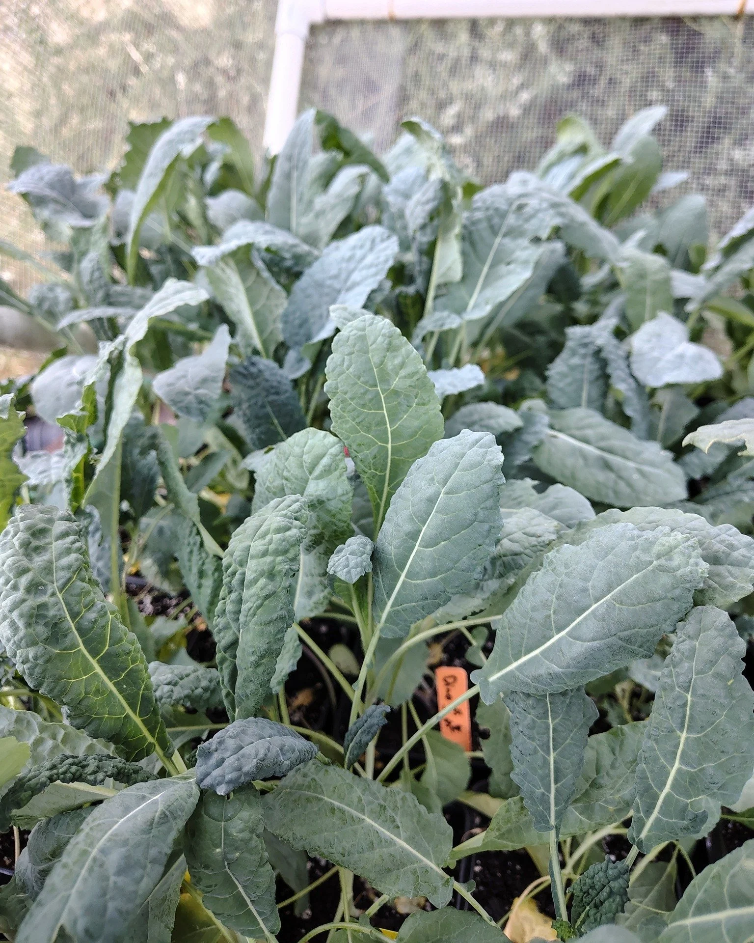 Grown on-site alert! 🦕🦖🌿
This week we're going to bringing you green that are nutritious, will take well, and will give you abundance over a long season.

🥬 Dino Kale also called Lacinato or Tuscan kale, and yes, we are growing it right here on s
