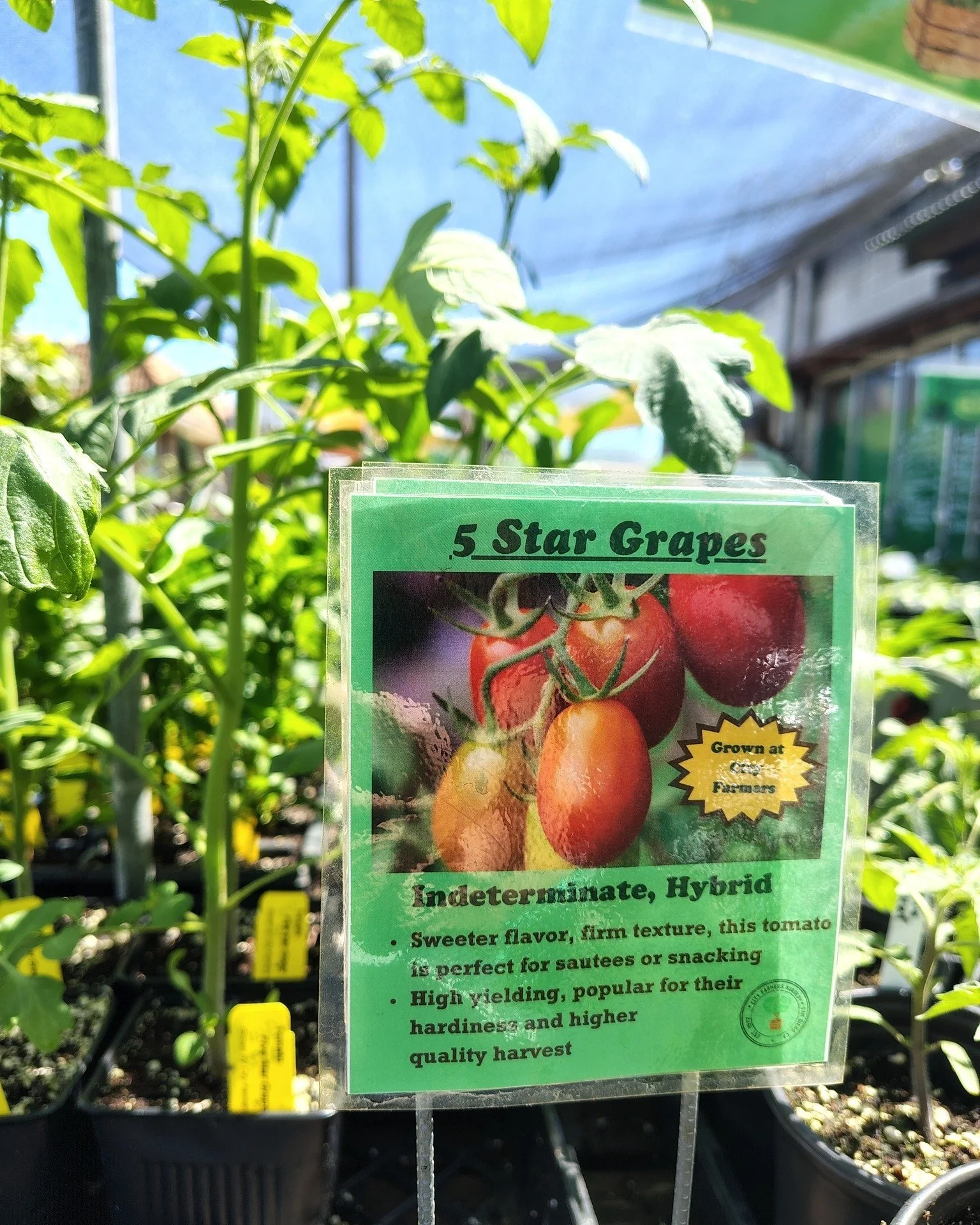 🍅 Just walked to our benches: 5 Star Red Grape Tomato

Looking for a reliable snacking tomato? This one checks all the boxes.

It keeps producing through the season. Fruits are sweet, firm, and meaty with good crack resistance, so you get more usabl
