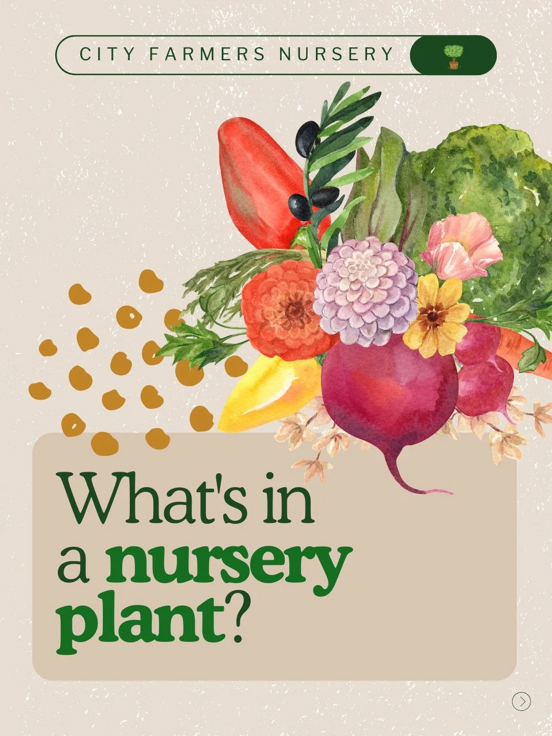 Ever wonder why the plants at City Farmers just hit different? 🌱
It starts about six months before they reach you. Here's what goes into every single plant on our shelves:

300+ vegetable and herb varieties tested for San Diego's climate, water, and