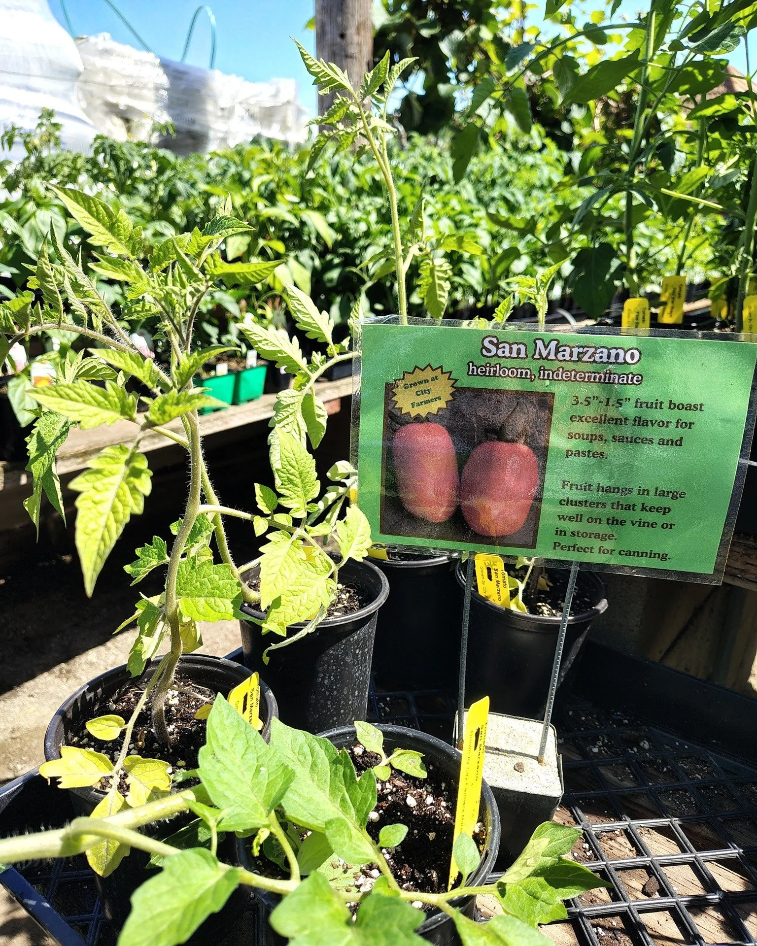 🍅 San Marzano Tomato, grown on-site and walked to our benches!

If you&rsquo;re making sauce, this is the one people ask for by name.

San Marzano tomatoes have a rich, sweet, robust flavor with fewer seeds and lower acidity. That means thicker sauc