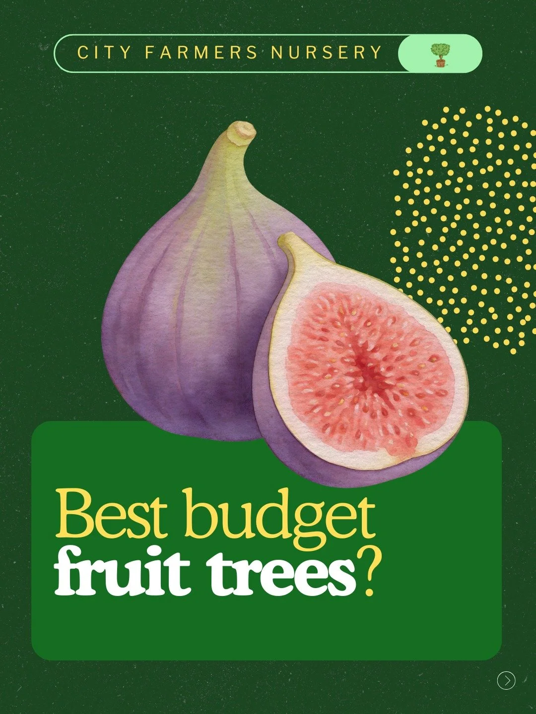 What if one fruit tree could pay for itself in jams, smoothies, and frozen fruit all year long? 🌿

Two varieties we always recommend for the best bang for your buck:

Guava: evergreen, fruits multiple times a year, so prolific your chickens will tha