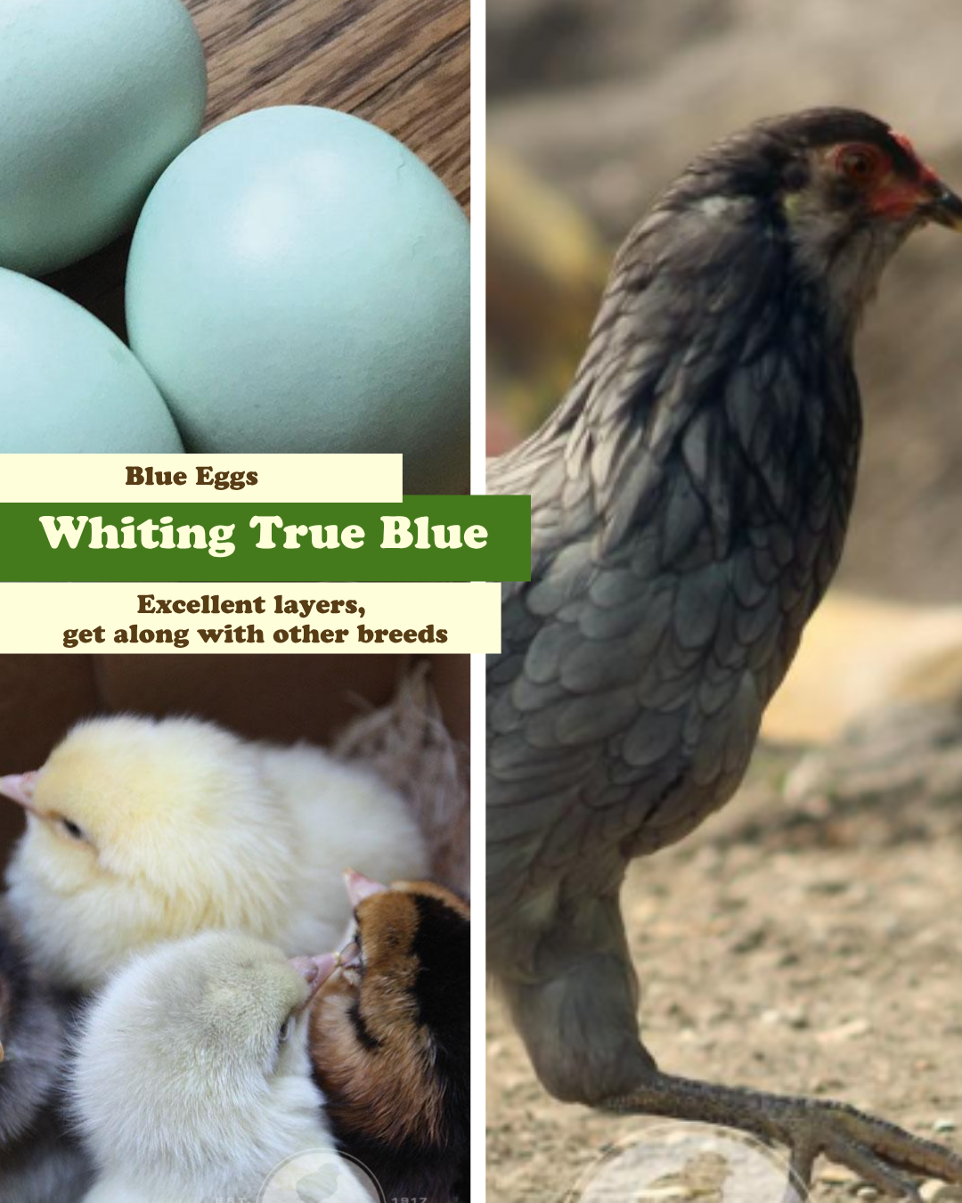 2026 Chickens TrueBlue.png
