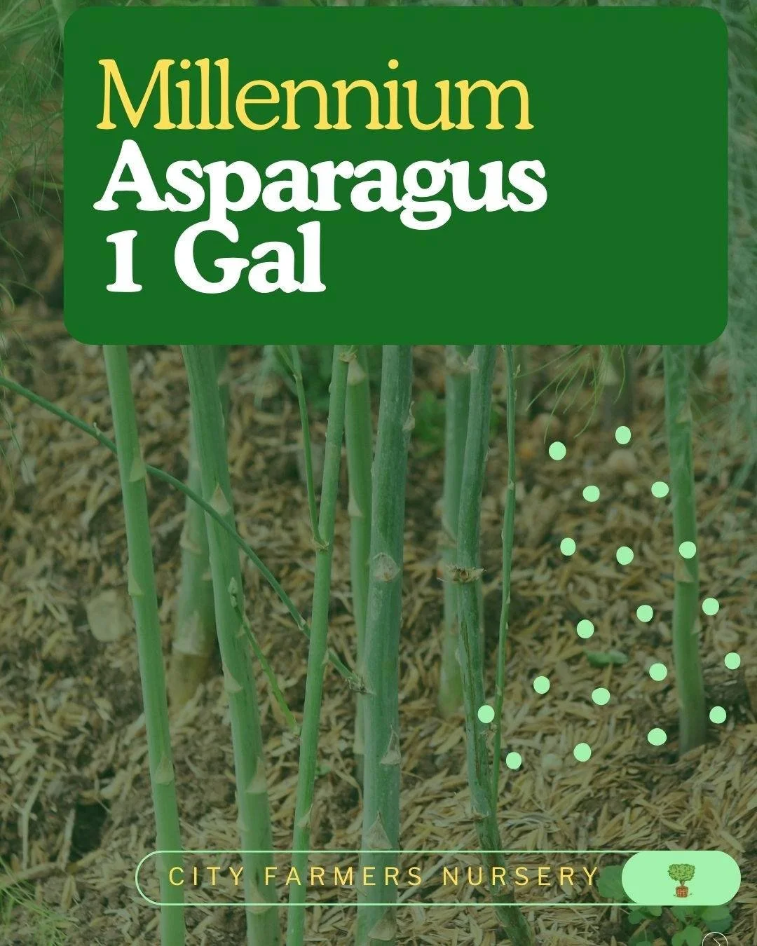 🌿 Millennium Asparagus is here 🌿

Our on-site grown plants in 1 gallon containers are strong, established, and ready for your garden 💚

Plant in full sun with rich, well-draining soil and give them room to spread. Start now, let them settle in thi