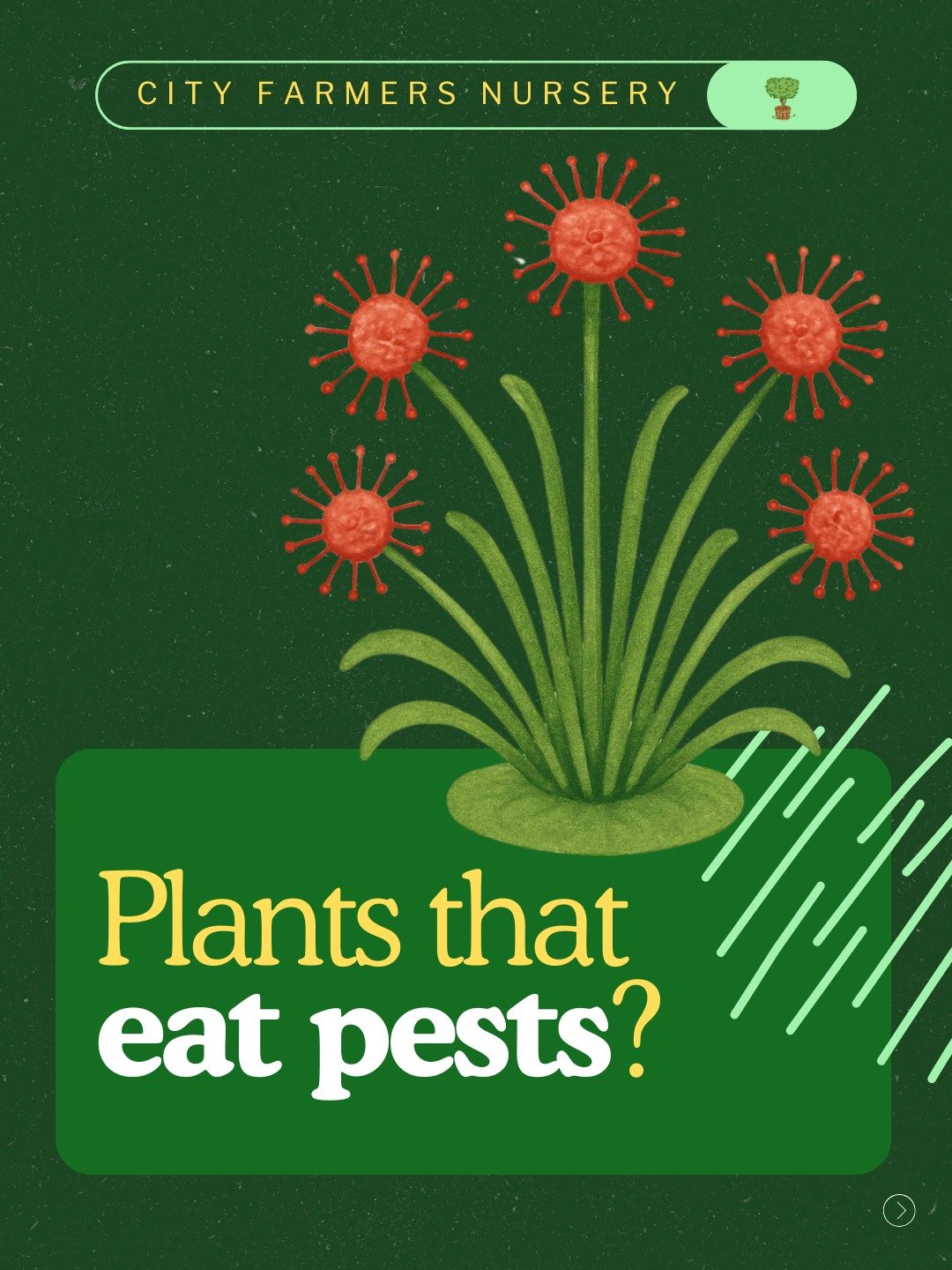 What if your pest control could just... grow on a windowsill? 🌱

Carnivorous plants aren't just a novelty, they're genuinely one of the smartest ways to deal with fungus gnats and flies indoors, especially as the weather heats up.
Droseras (Sundews)