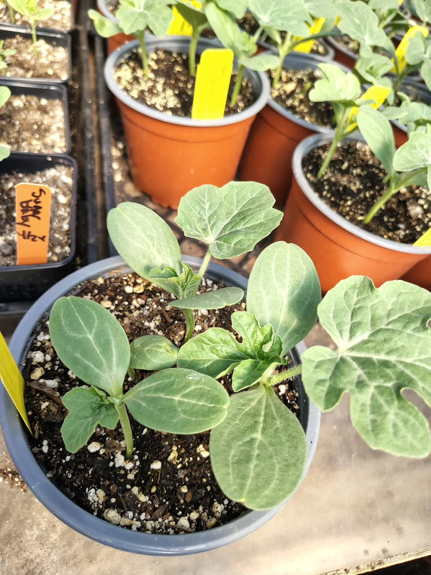 Congo Watermelon 🍉

Buddy packed - at least two plants to a pot!

🌱 Grown right here in our hot house, this heirloom variety is known for its impressive size, often reaching 30 to 50 pounds. 

☀️ Deep red flesh, super sweet, and a classic summer fa