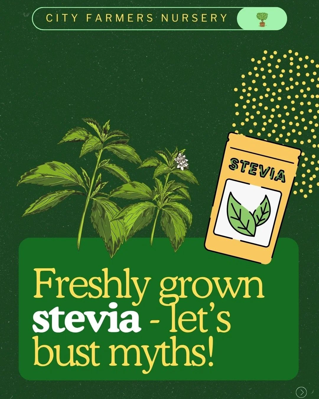 Fresh from our greenhouses - stevia. Let's dive in!

🌿 Stevia does well in partial to full sun, so aim for a spot that gets 6+ hours of sunlight each day. Give each plant plenty of room to grow, spacing them about 18 inches apart, or choose a contai