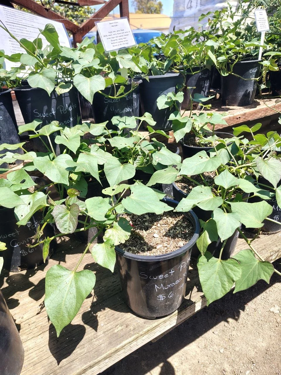 Sweet Potato Slips Ready Now
