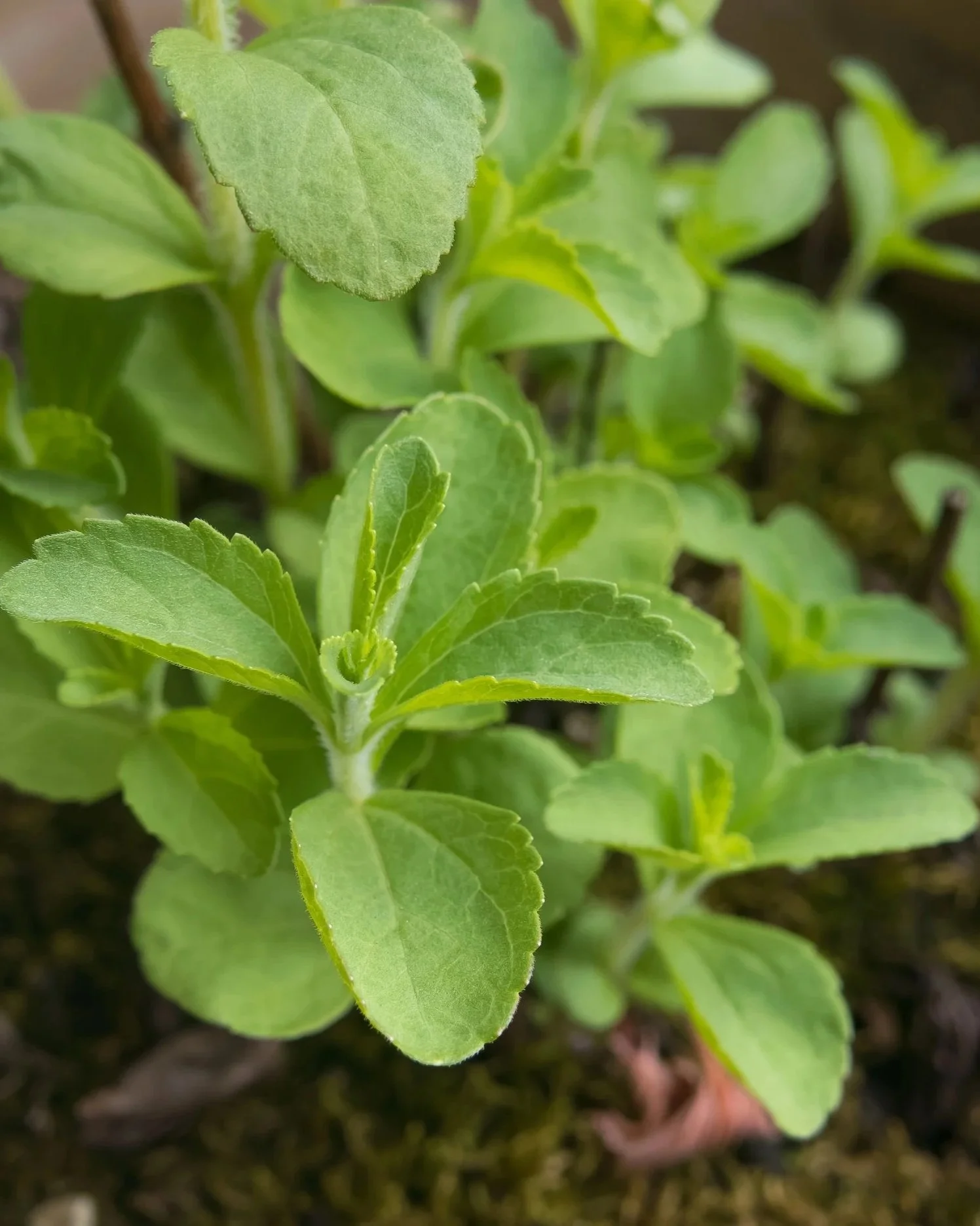 San Diego Grown Stevia + a Little Sweet Myth Busting