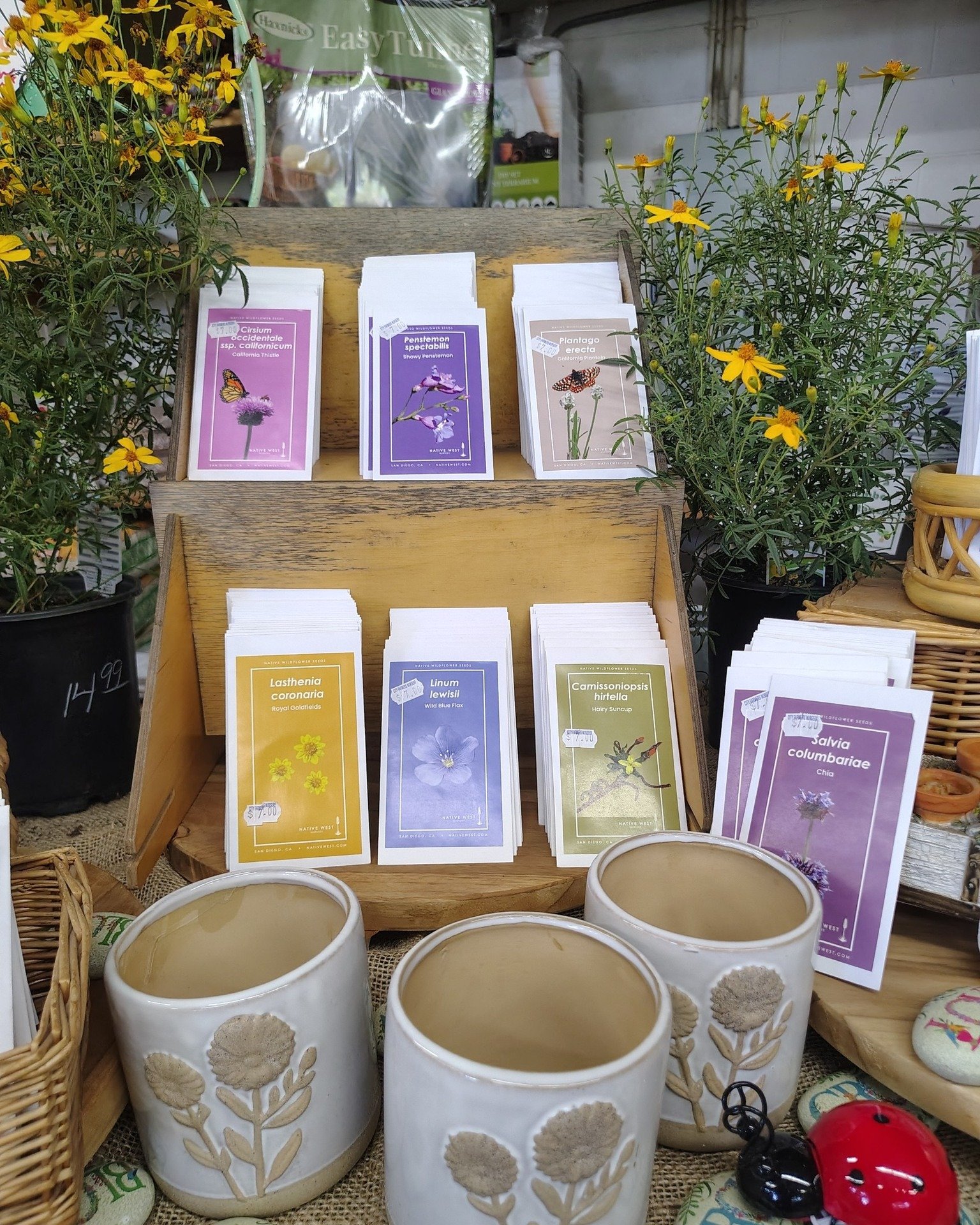 New in store - native seeds! 🌼

We have 14 great ways to add color, support pollinators, and build a landscape that feels alive and restorative 🌼

From California Thistle and Showy Penstemon to Tidy Tips and Purple Clarkia, these seeds were selecte