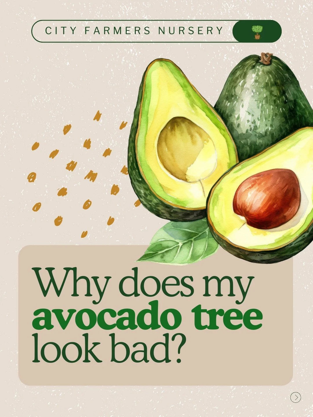 Is your avocado tree dropping leaves and looking rough, or just doing its thing?

Avocado trees go through real seasonal changes, and a lot of San Diego gardeners mistake that natural cycle for a problem they caused. Here is what to watch for:

Bloom