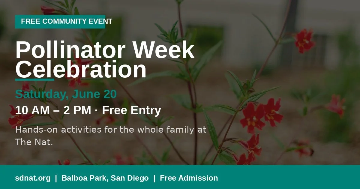 Get growing with us during Pollinator Week at The Nat&rsquo;s @sdnhm  annual Garden Fair on Saturday, June 20. We&rsquo;ll be tabling with [INSERT ACTIVTIY]. Stop by and say hello!

#PollinatorWeek2025 #HereForNature #thenat  #visitsd