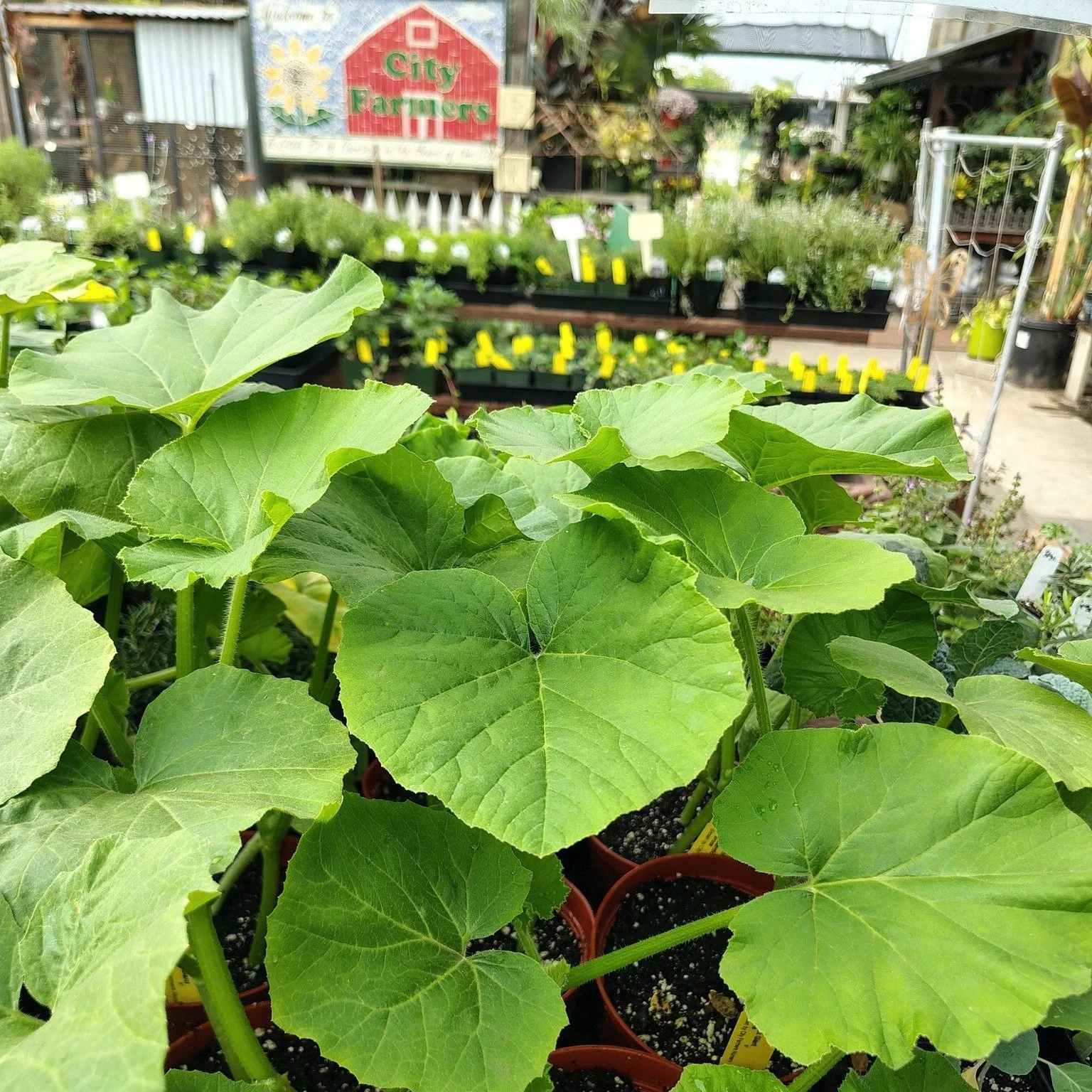 🏆 Neighborhood legend status: $6.99.

🌱 Our Atlantic Giant pumpkins are grown right here on-site, which means less travel, less transplant shock, and a lower environmental footprint from nursery to

Our Atlantic Giant pumpkins are grown right here 