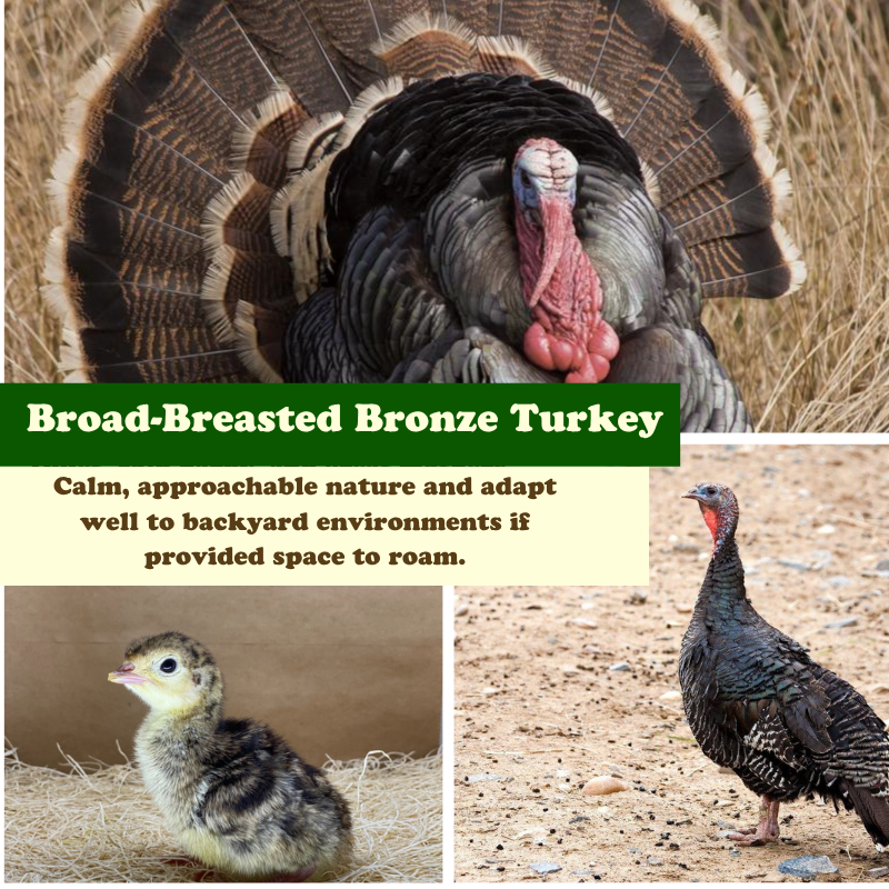 Broad-Breasted Bronze Turkeys Now Available