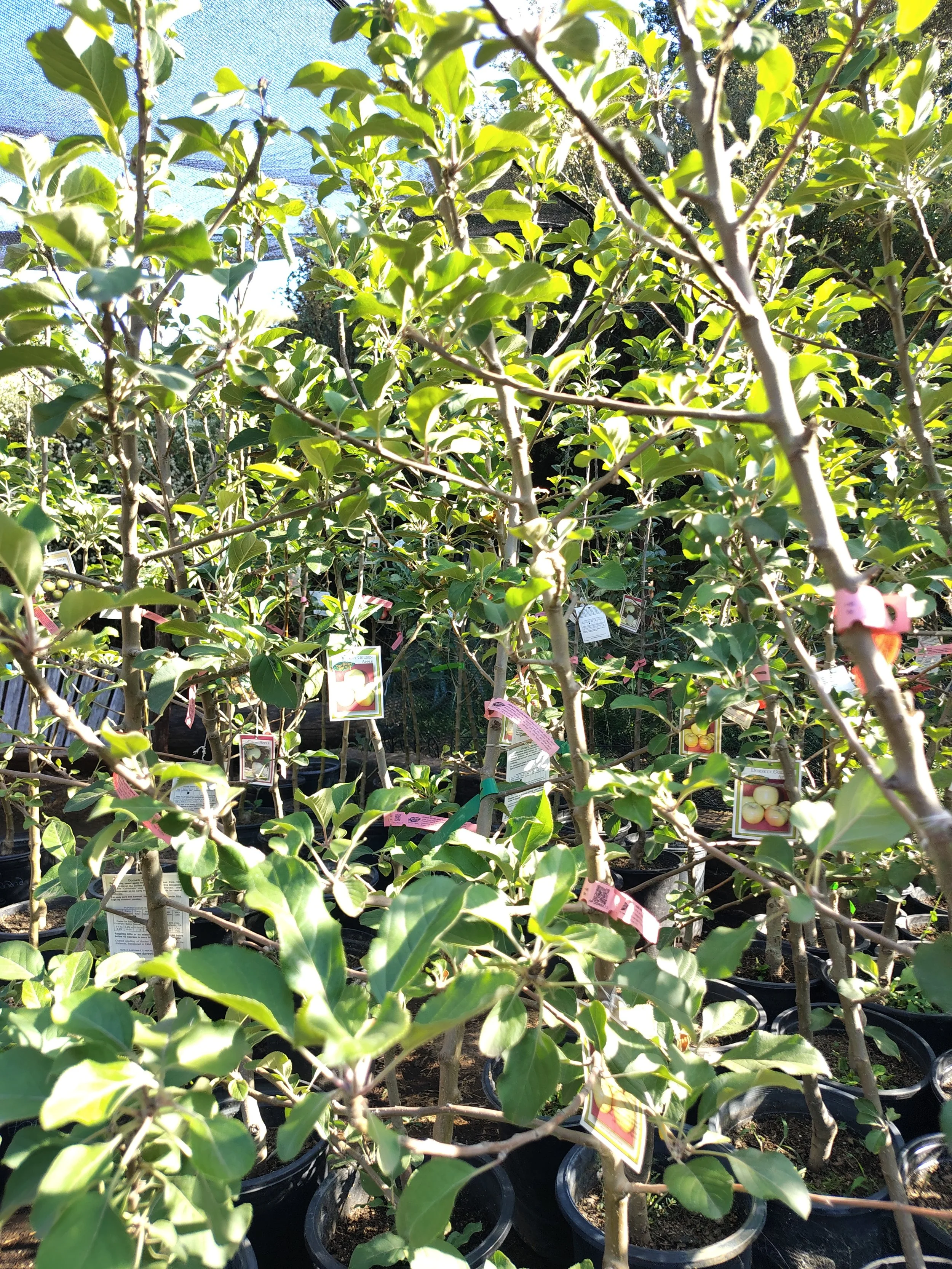 Golden Dorsett: Apple Trees for Southern California