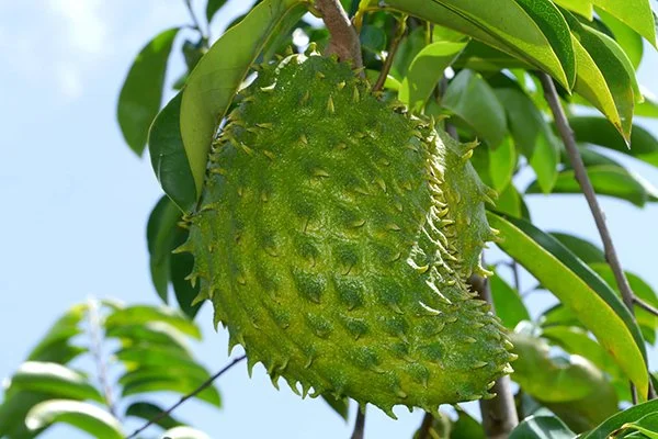 Tropical Fruit Trees 🥭