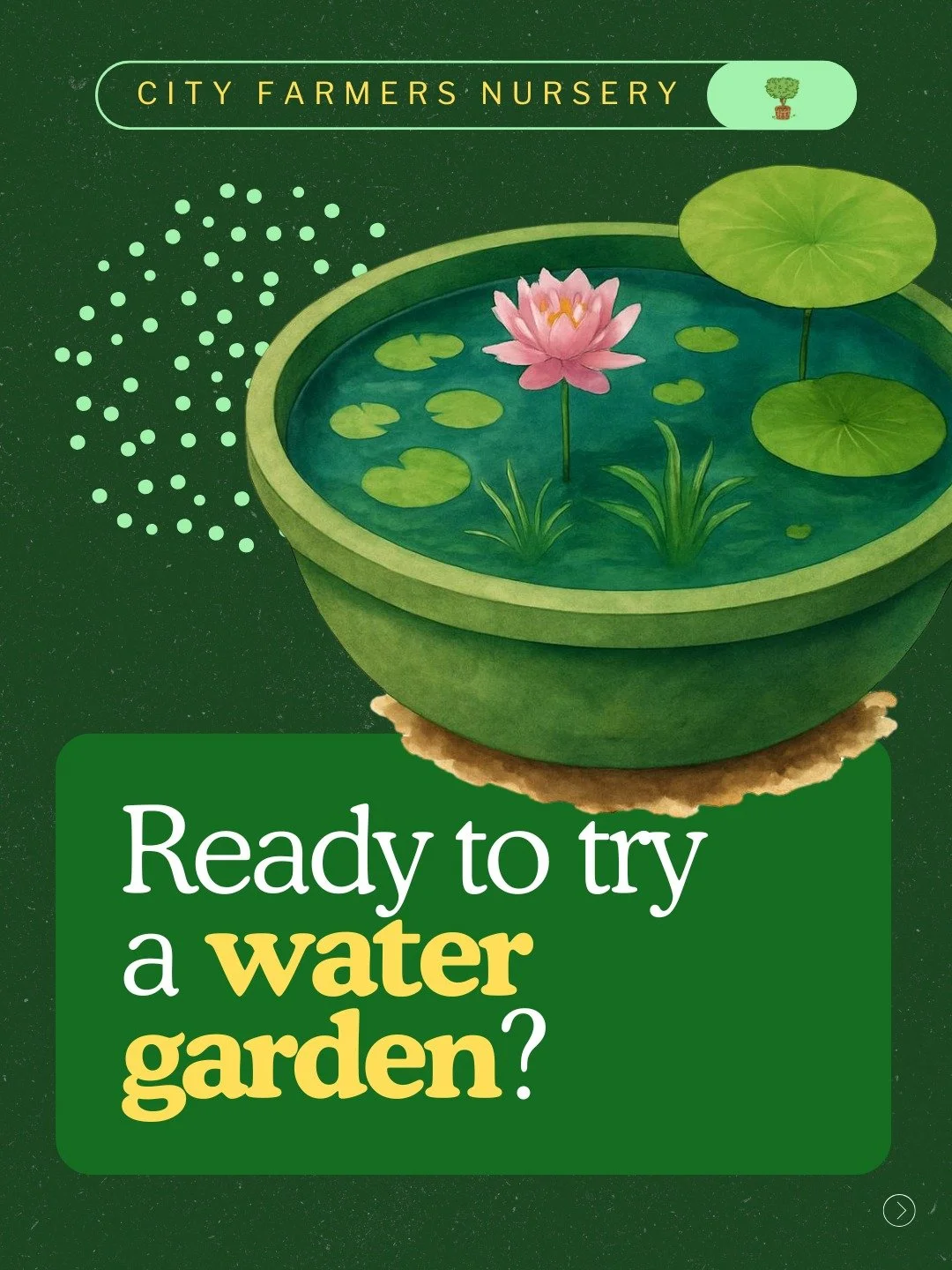 Have you ever stood next to a pond and just... exhaled? There is something about water in a garden that changes everything. 💧

Here is the thing most people don't know: a small water garden is one of the easier projects you can take on in your backy