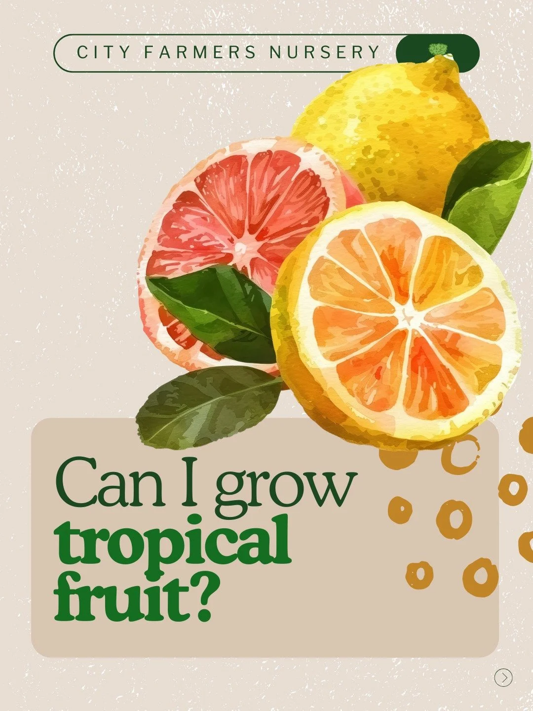 What if the tropical fruit you tried on vacation could grow in your own backyard? 🌴

San Diego's climate is more tropical-friendly than most people think. A few favorites worth exploring:

Lychee and longan, sweet and surprisingly cold tolerant
Star