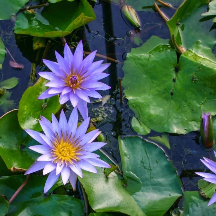 🌿 Meet Elizabeth's Picks for the Pond 🌿

Elizabeth tends to our water plant section, and she has a soft spot for every last one of them. This week she's got two favorites to share.

💜 Islamorada Water Lily
This tropical water lily features gorgeou