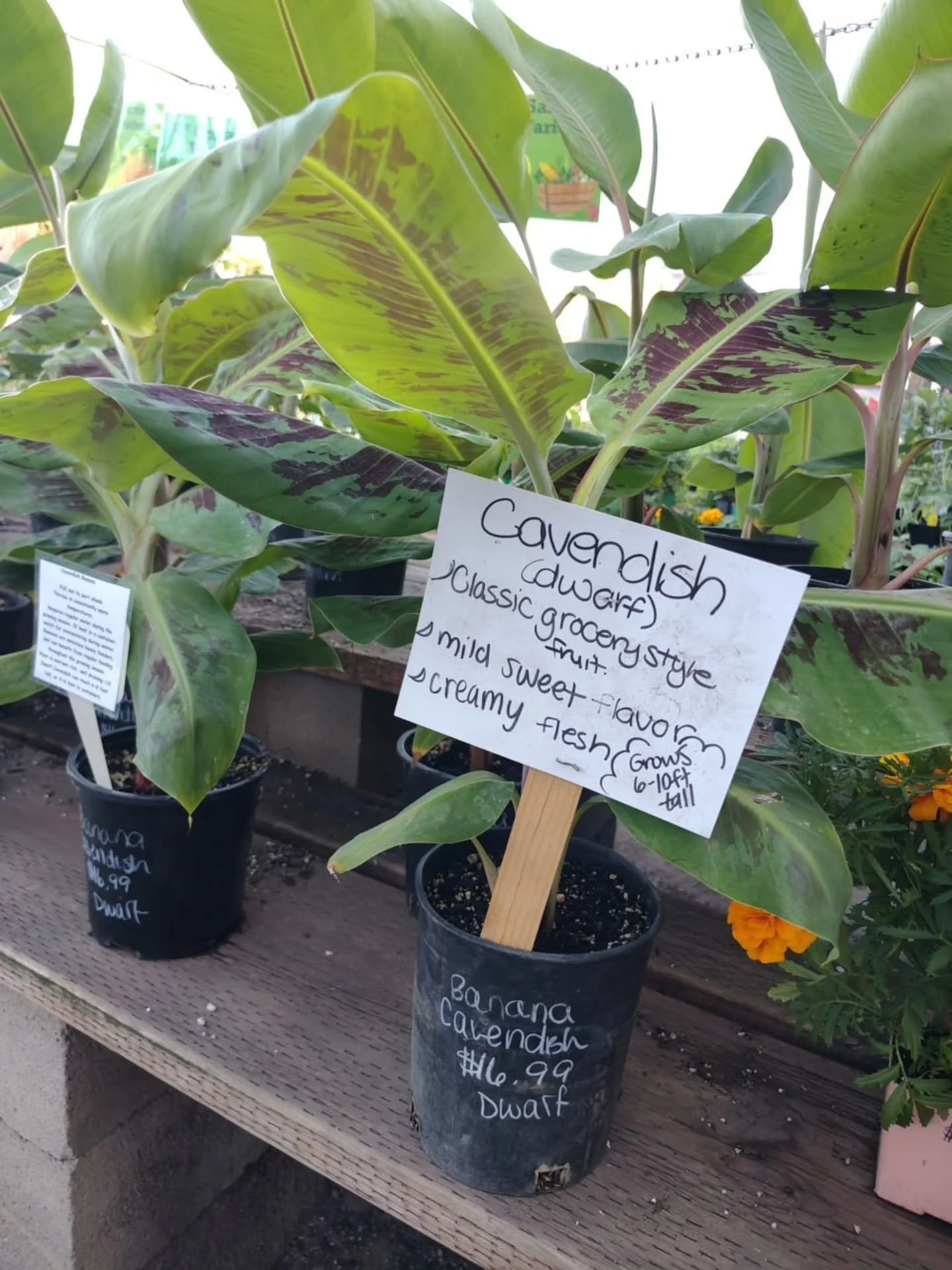 🍌🌴 Bring a tropical feel to your space with our Cavendish banana and Kanadarian plantain, now available for $16.99.

Dwarf Cavendish bananas are a great choice for patios or bright indoor spots. They thrive in full sun and produce 6 to 10 inch frui