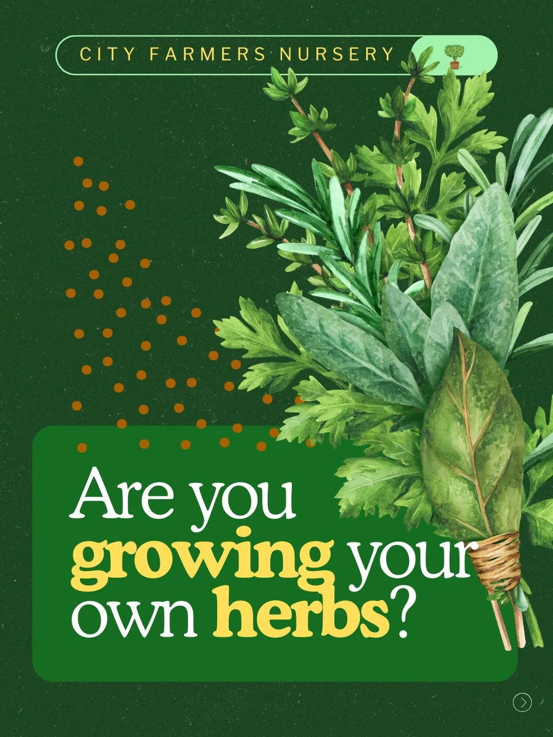 What if the herbs you plant this week could still be flavoring your meals in December? 🌿

Basil, parsley, dill, and rue are some of the fastest growing plants you can put in the ground right now. The harvests get so good this time of year that the r