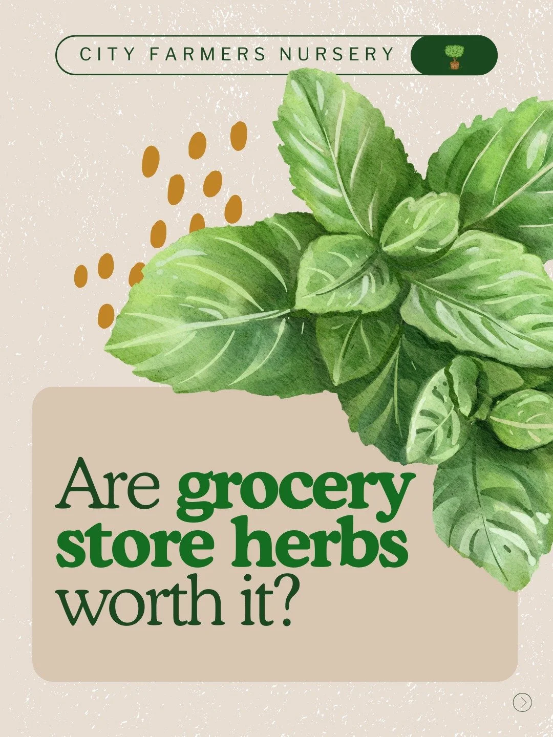 What if one plant could supply your kitchen with fresh herbs for years and still have enough left over to give away? 🌿

That is exactly what oregano, mint, and thyme do. These creeping herbs are the opposite of those sad $4 grocery store packets tha