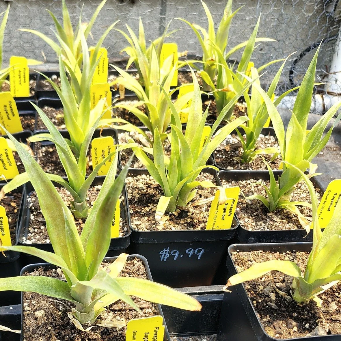 🍍 Meet our 4" Sugarloaf Pineapple plants, $9.99 and grown right here on-site by our grow team.

That's right, we grow our own, and walk them from our hot houses to our benches.

Have you tasted Sugarloaf before? If so, you know you're in for a 