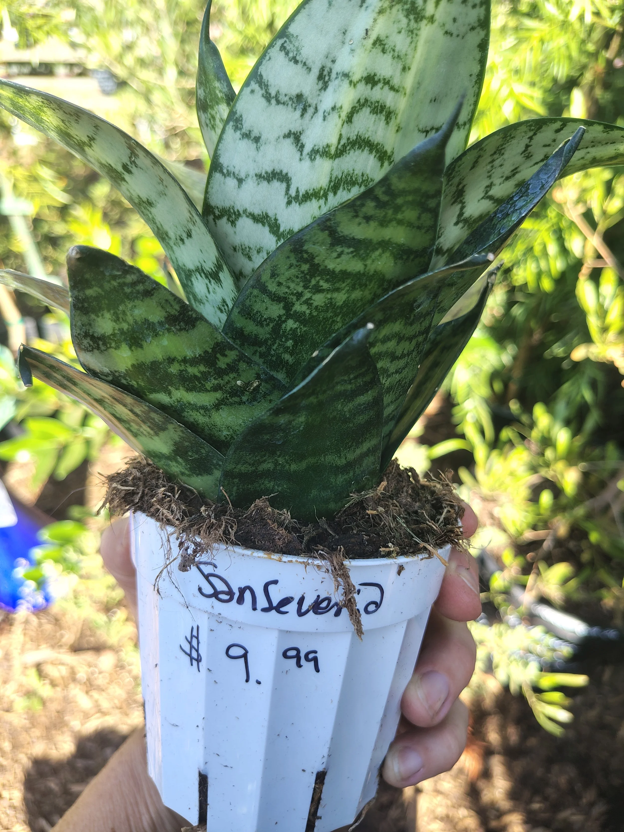 Sanseveria