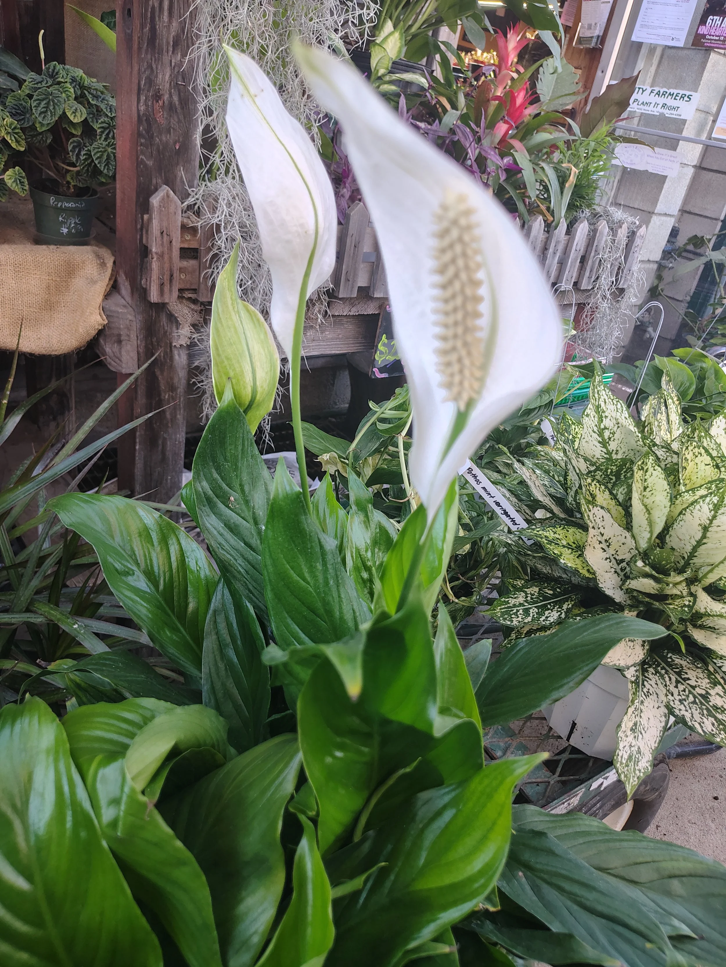 Easter Lily