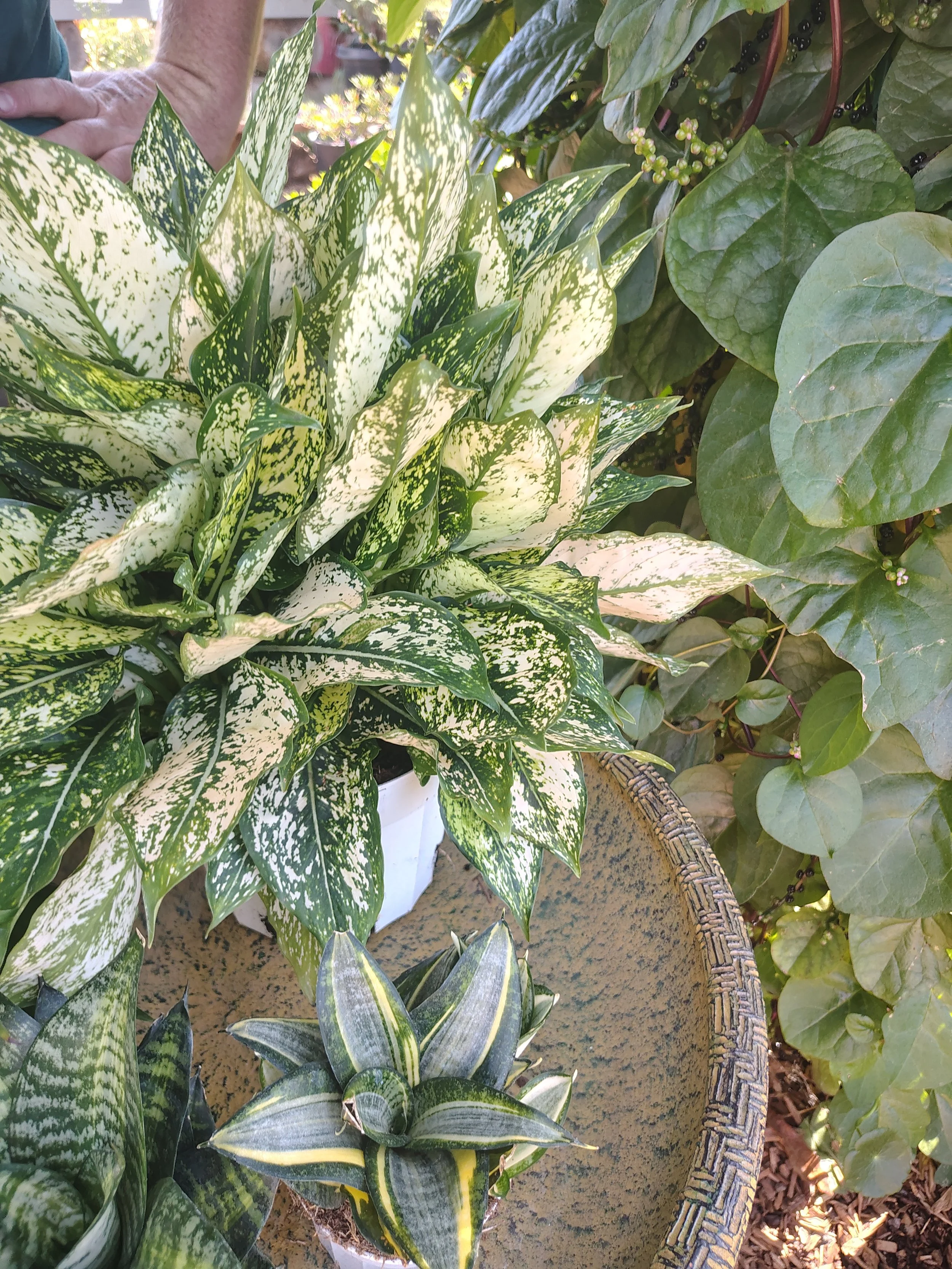 House Plants | Low-Light