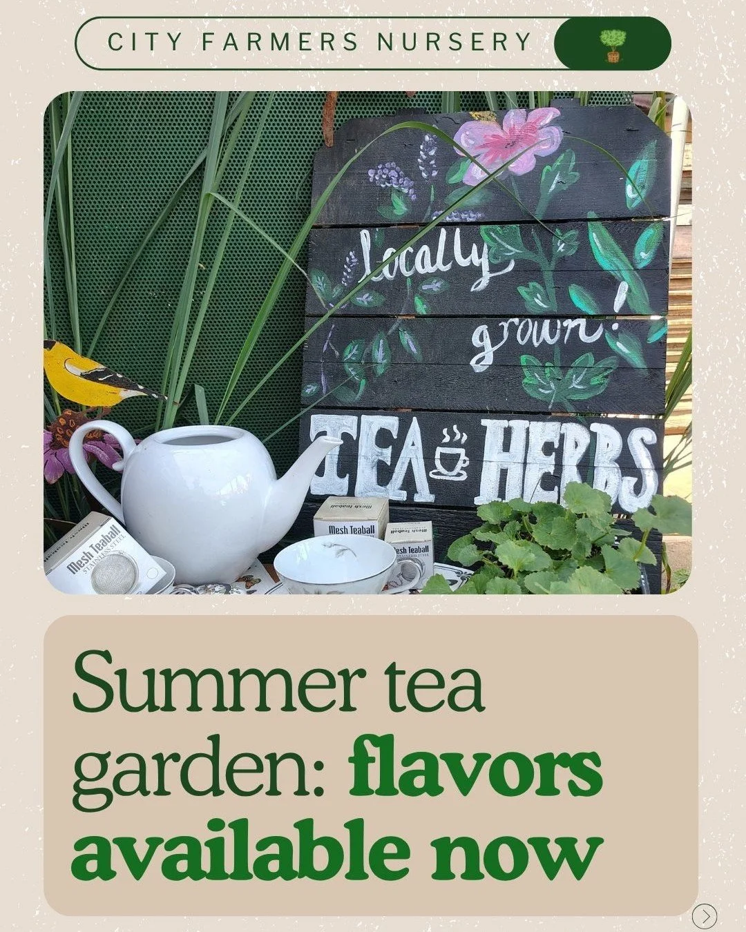🍃 Ten tea plants, one garden, zero trips to the store. 

We started Marshmallow Root, Betony, Gotu Kola, Lemon Verbena, White Ginger, Red Zinger Hibiscus, Heirloom Mountain Mint, Cardamom, Sweet Leaf Stevia, and Purple Echinacea on-site this season,